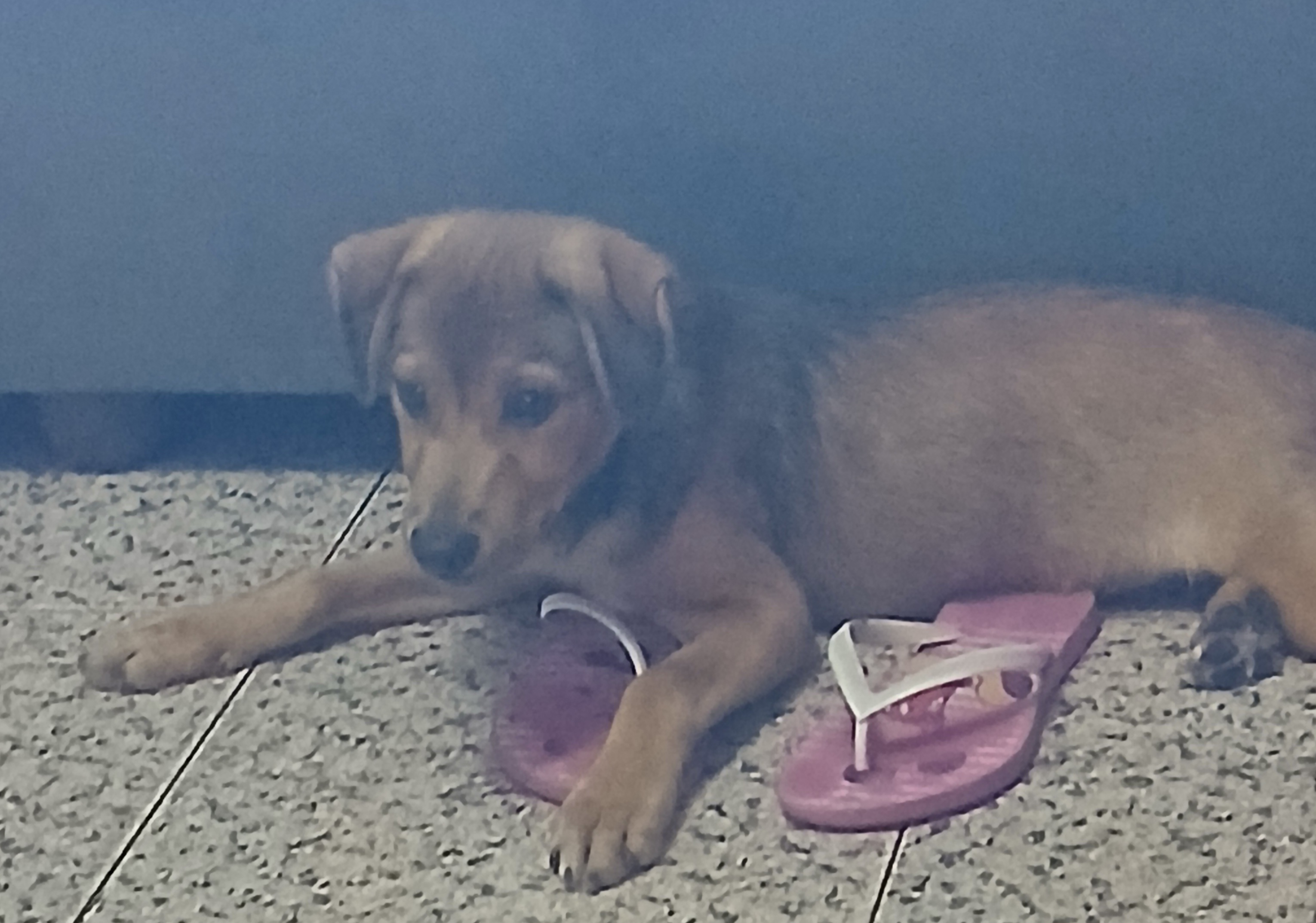 Portal Vendocão Vendo filhote de labrador Fortaleza