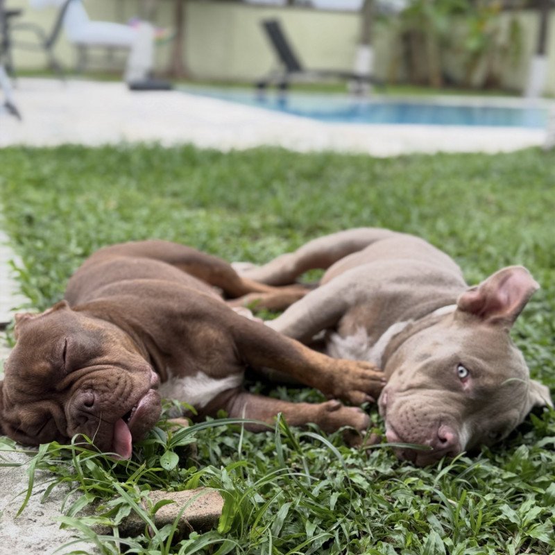 Lindos irmãozinhos de Americam bullying com pedigree!