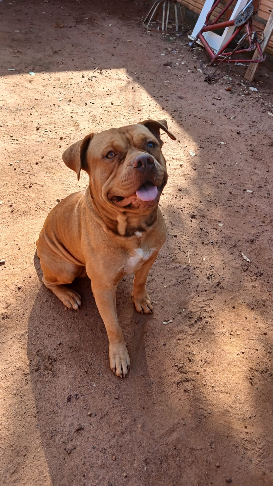 Portal Vendocão Vendo cães de raça. Pitbull  Palmas