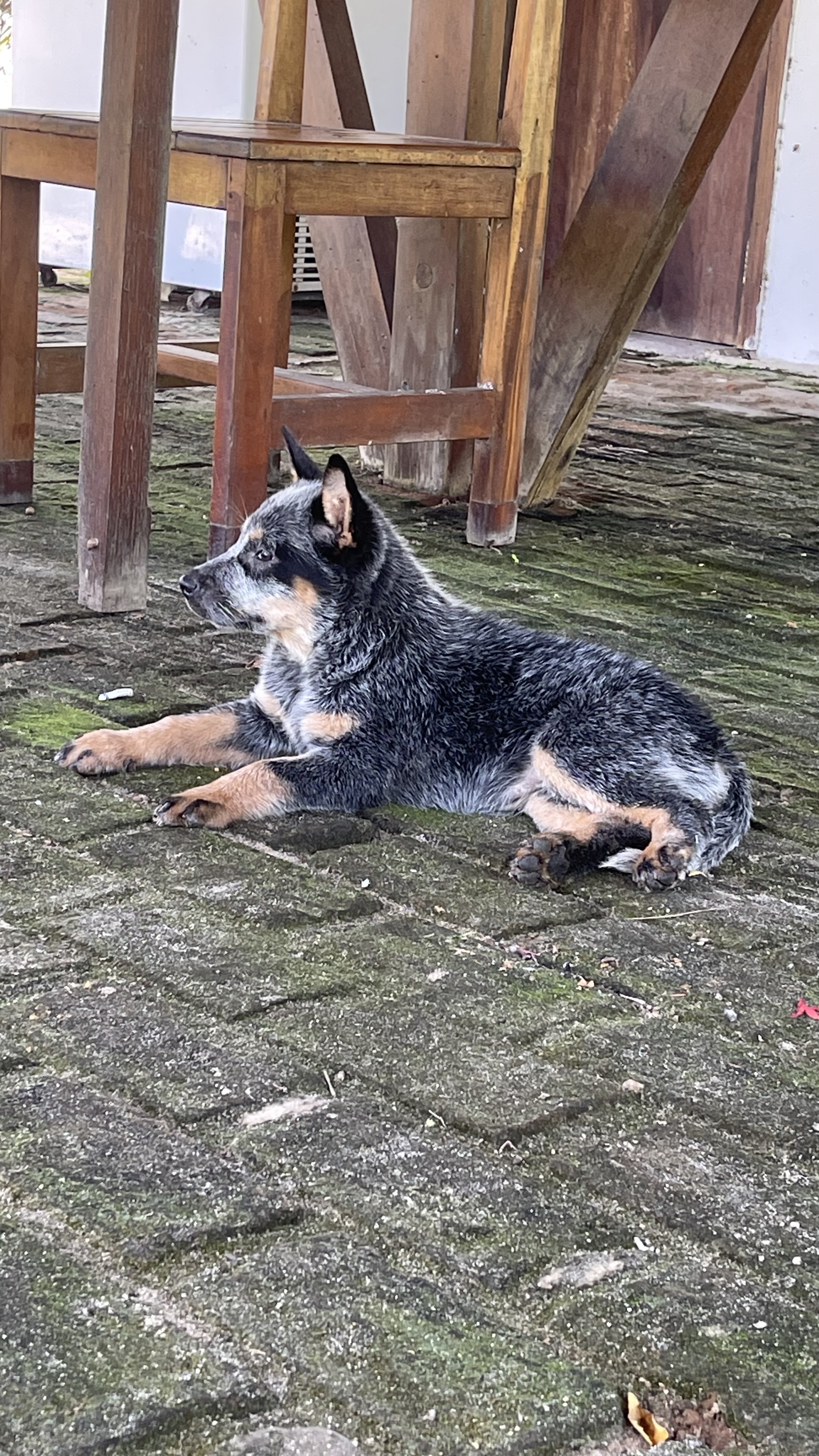 Portal Vendocão Boiadeiro australiano ( blue heeler) Fortaleza