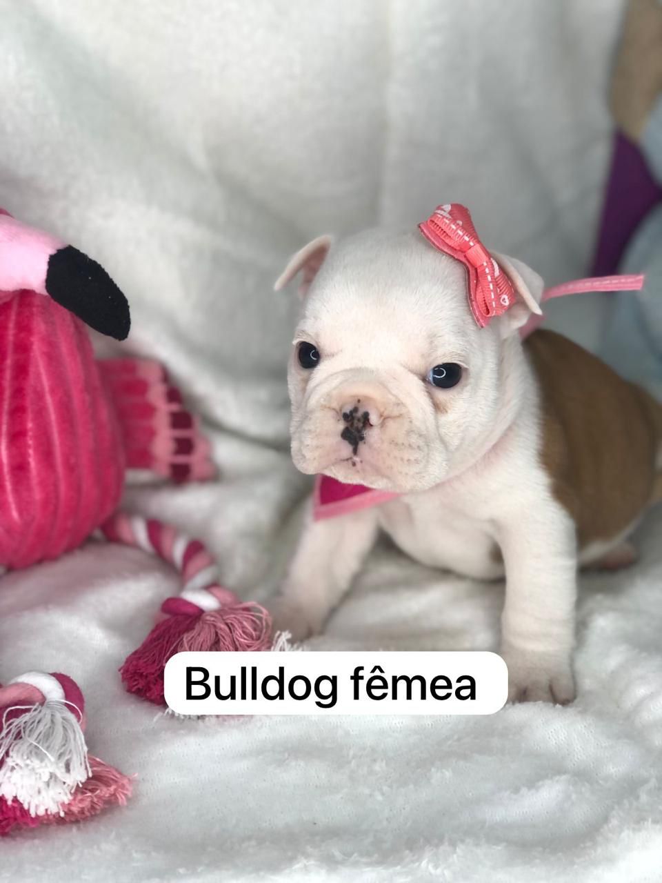 Portal Vendocão Filhotes de Bulldog Francês de Linhagem Excelente Curitiba