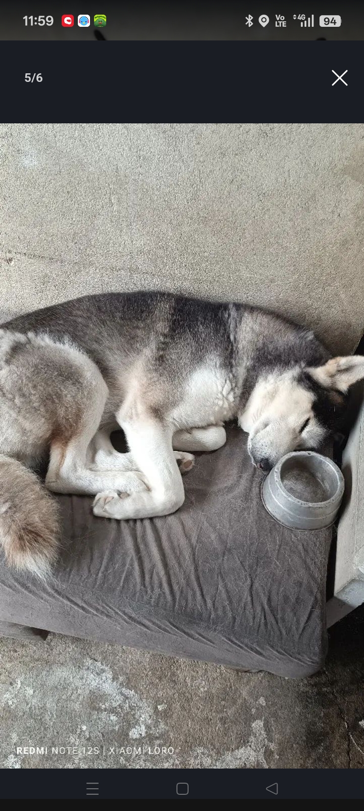 Husky siberiano macho - Foto 3