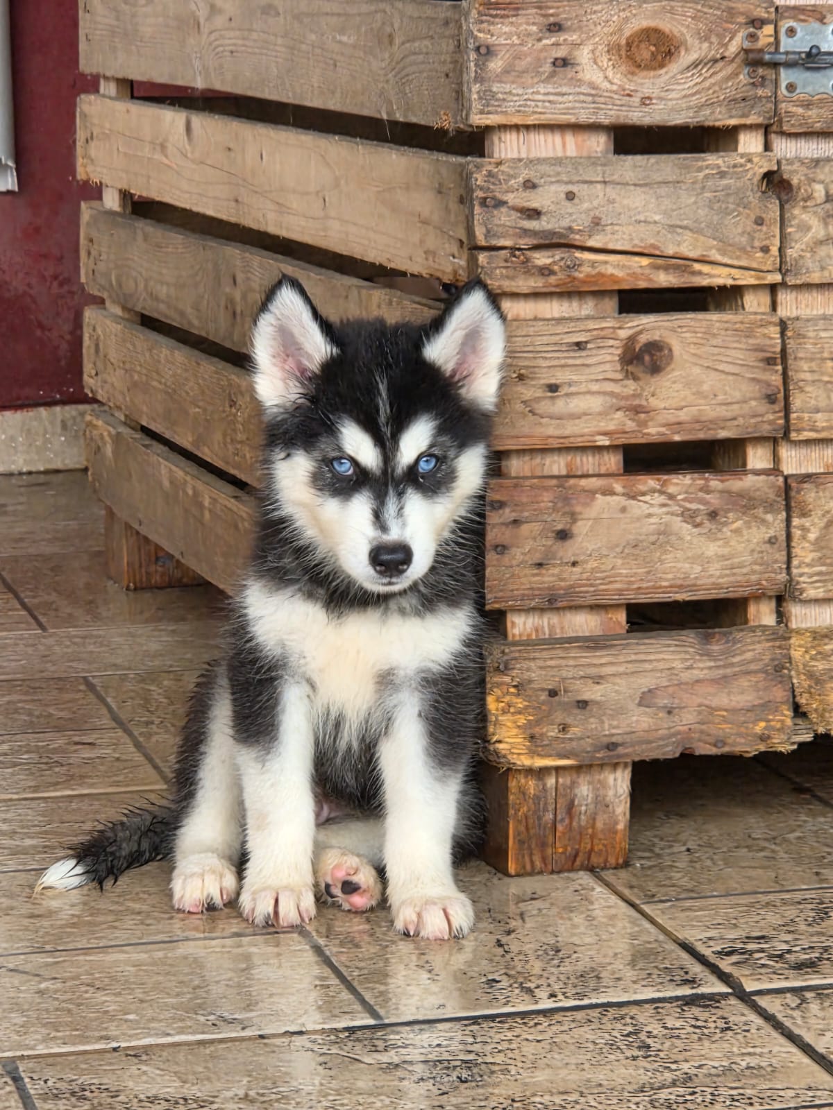 Portal Vendocão Filhote de Rusky  Manaus