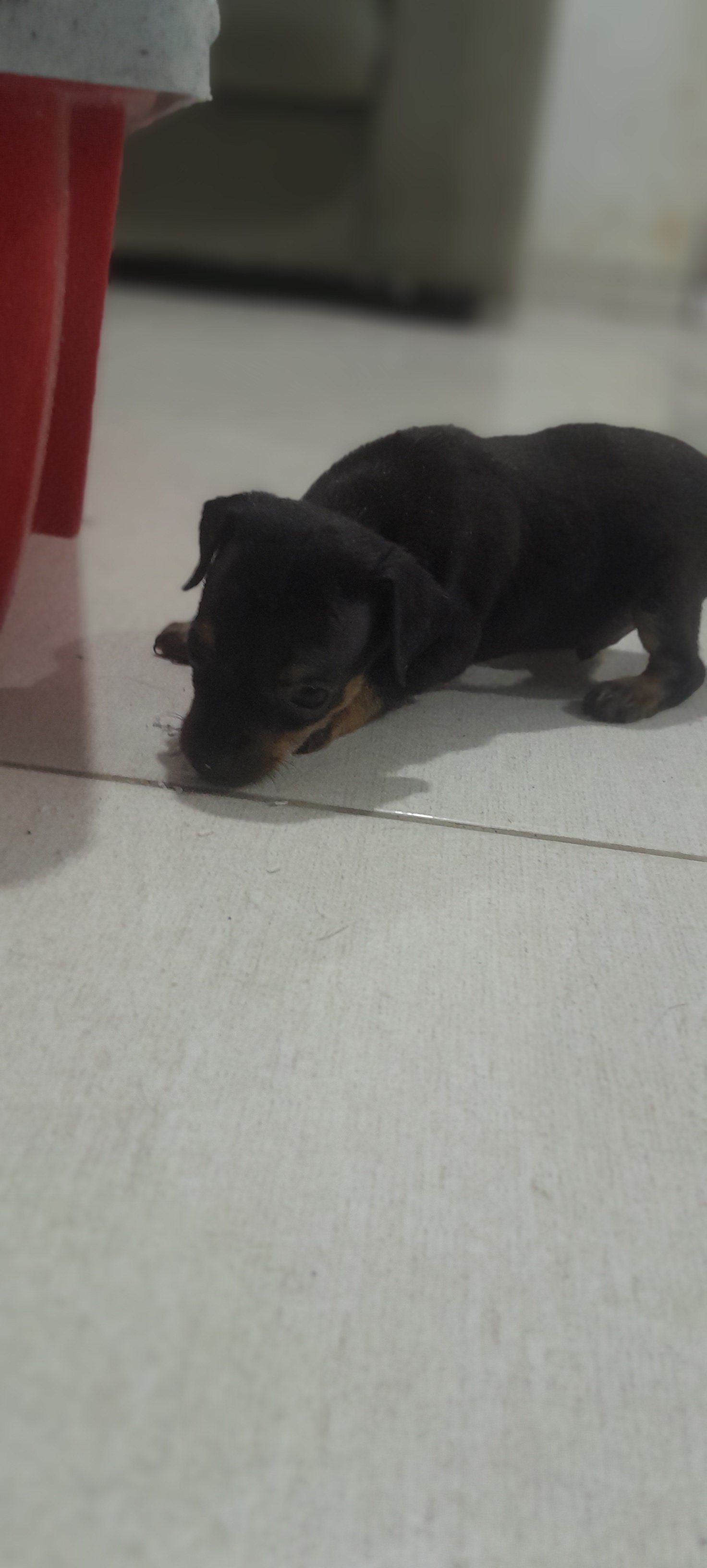 Pinscher número 1