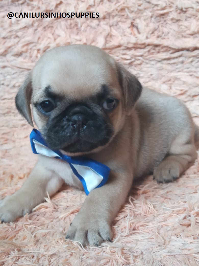 Portal Vendocão pug oportunidade unica de adquirir o seu #canilursinhospuppies  são paulo