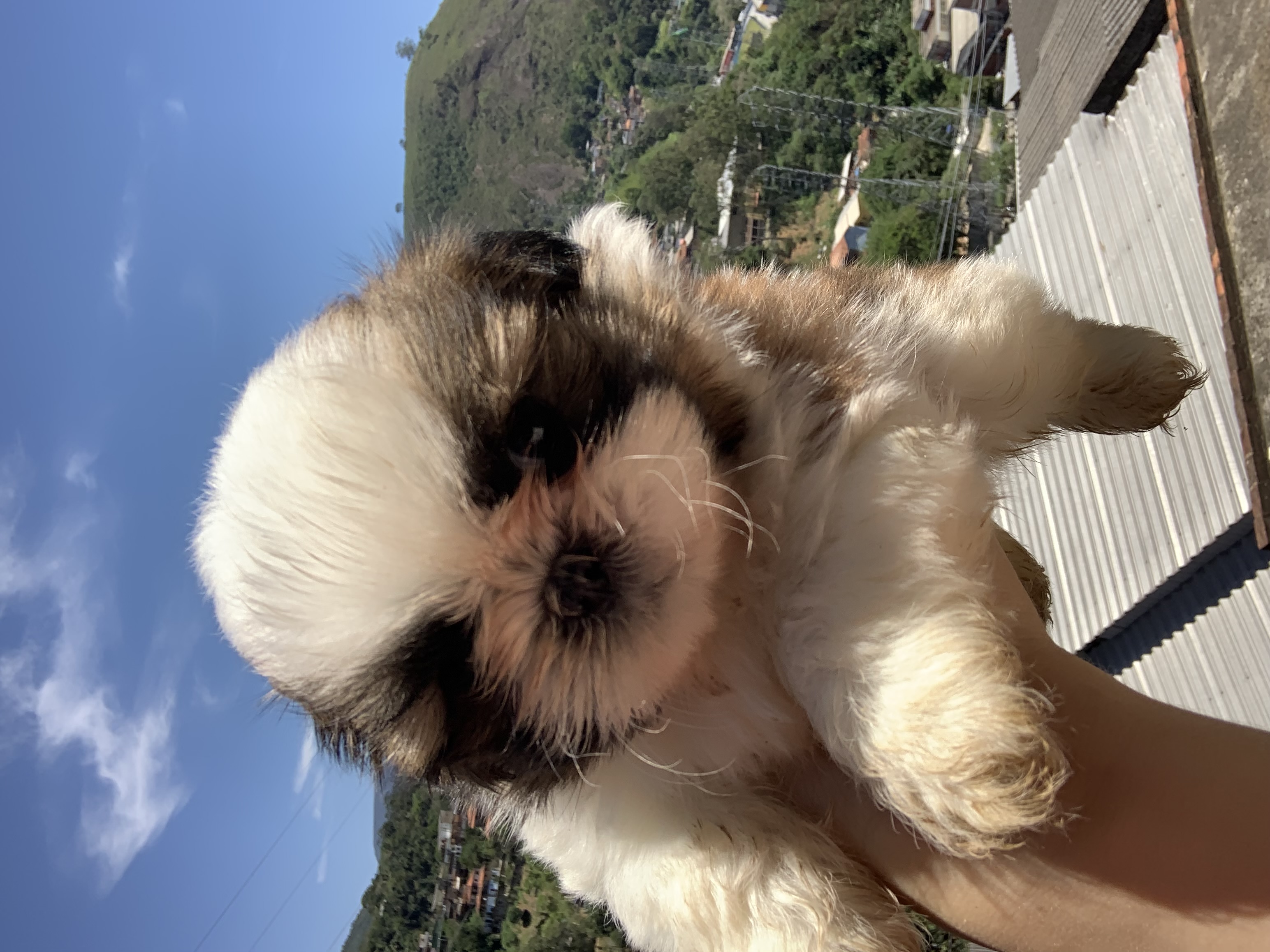 Portal Vendocão Vendo filhote de Shih Tzu  PETROPOLIS 