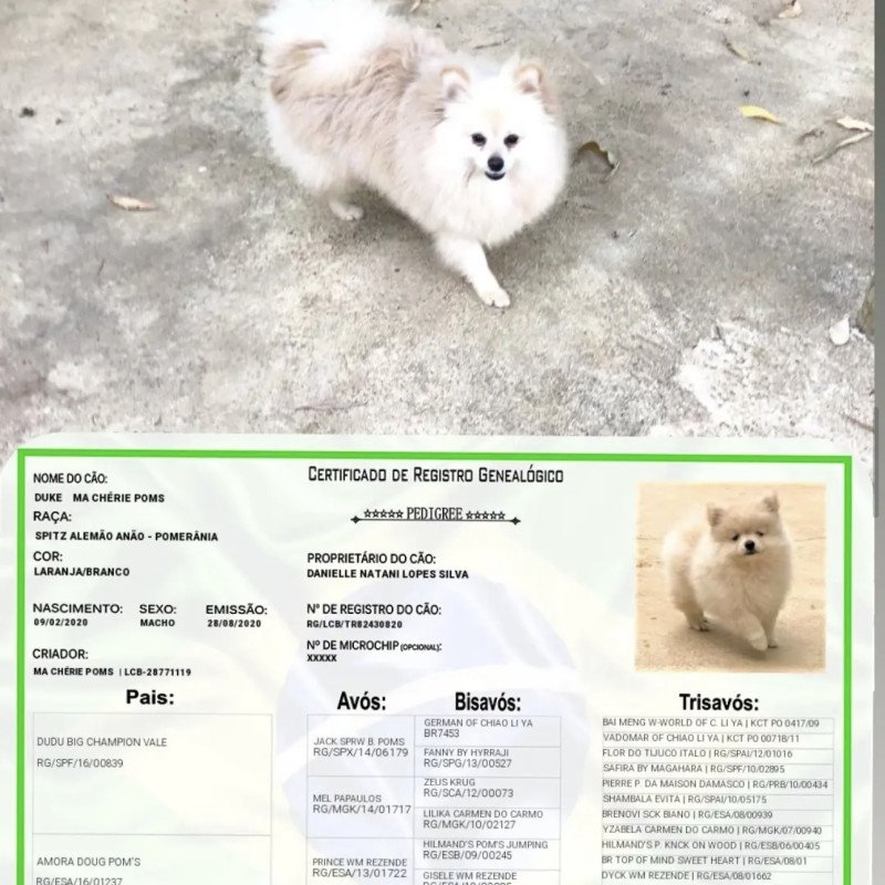 Adulto Lulu da pomerania