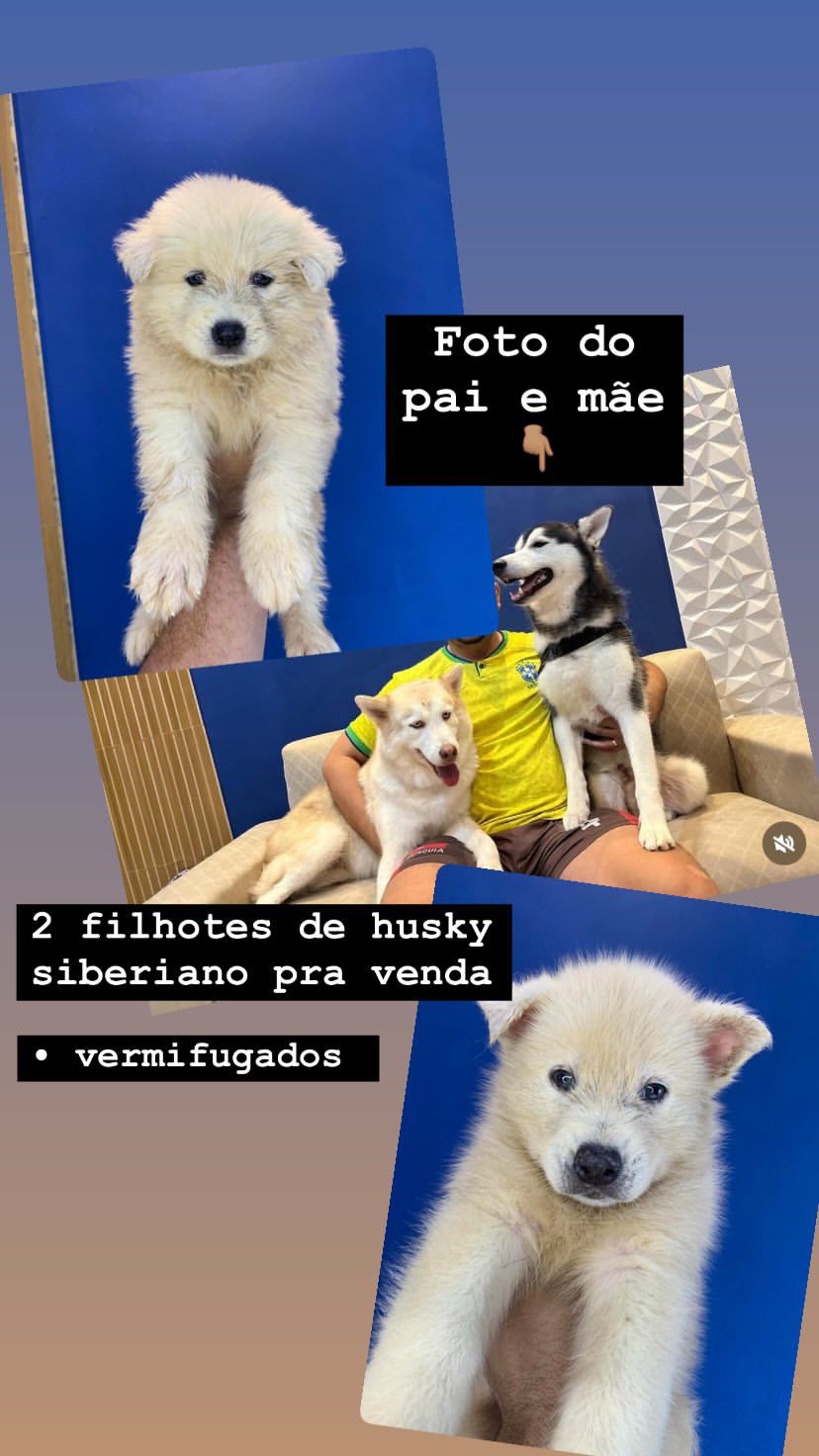Portal Vendocão Filhos de Husky Siberiano  Manaus
