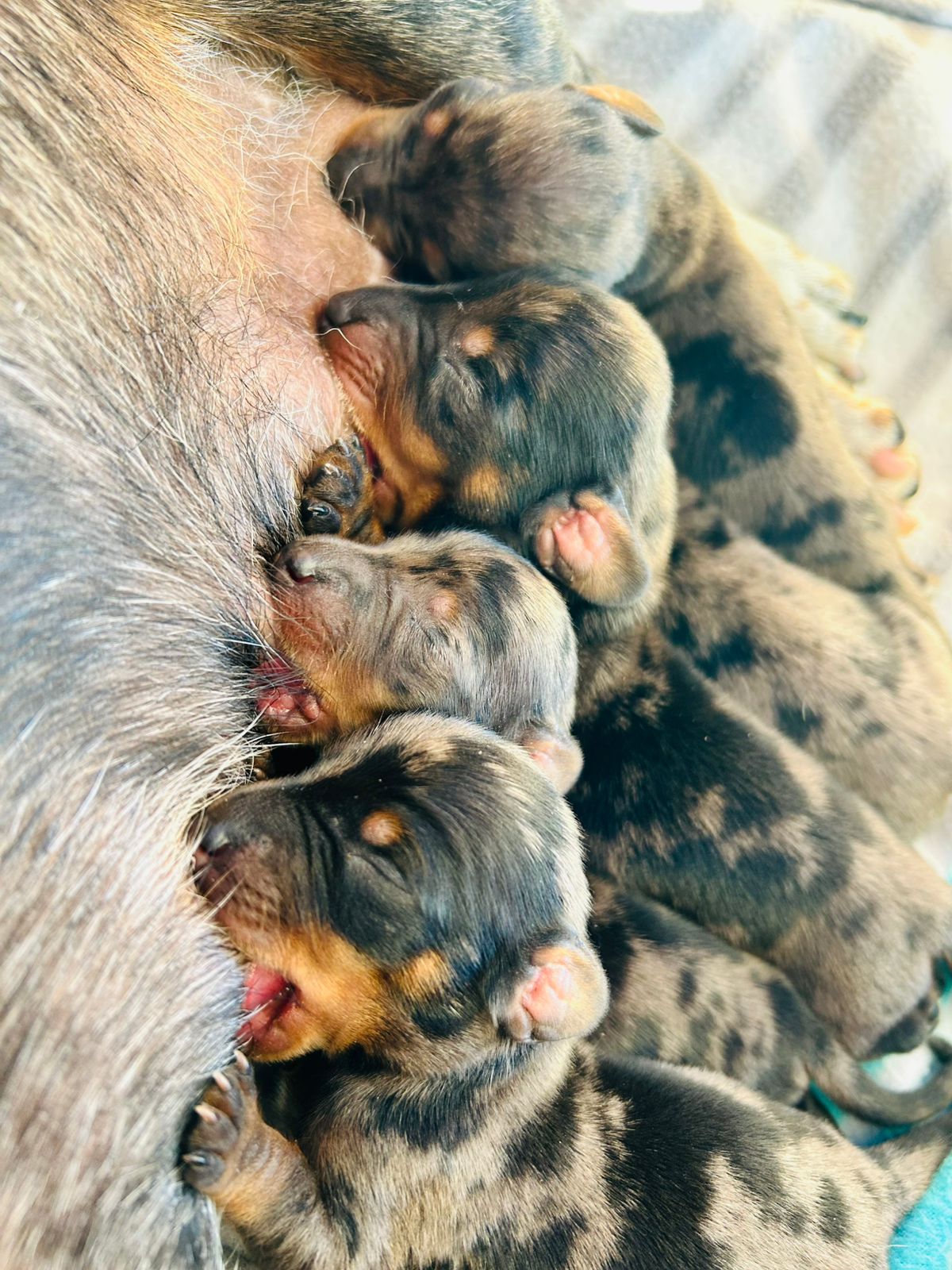 Vendo filhotes de dachshund merle