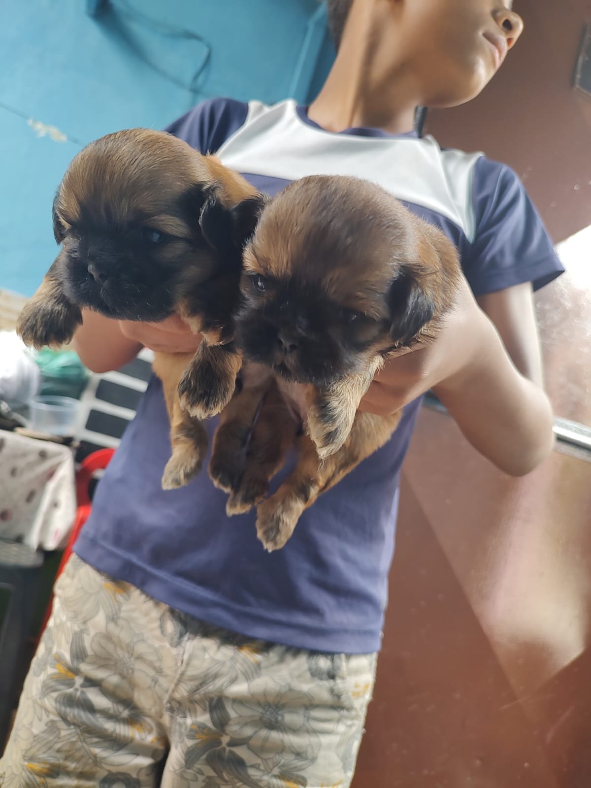 Vendo Filhotes de Shih Tzu - Foto 1