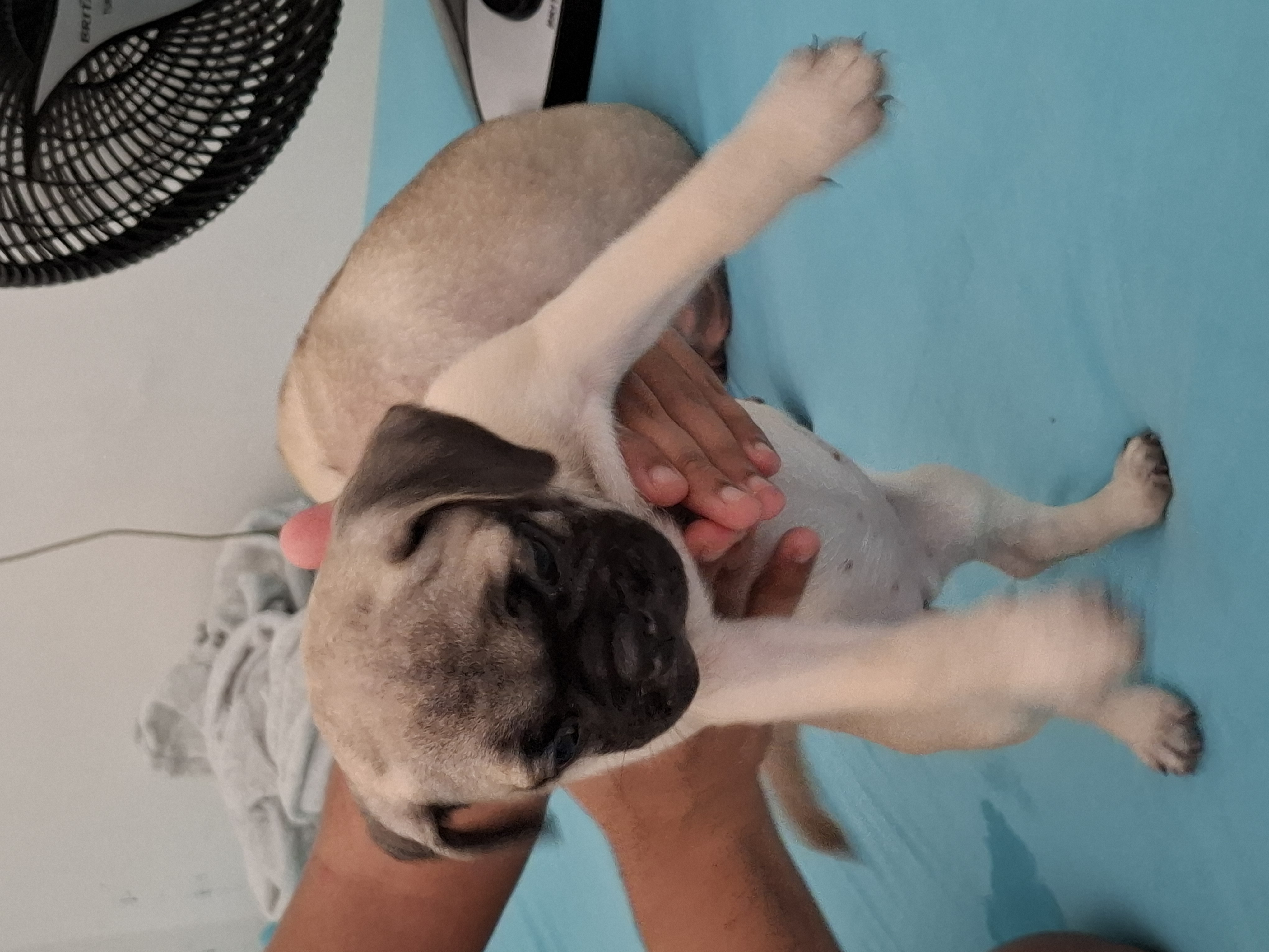 Portal Vendocão Filhote de pug Fortaleza 