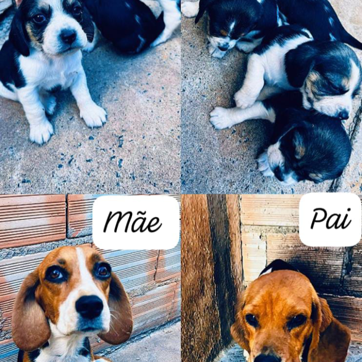 Vendo filhotes de Beagle - Foto 1