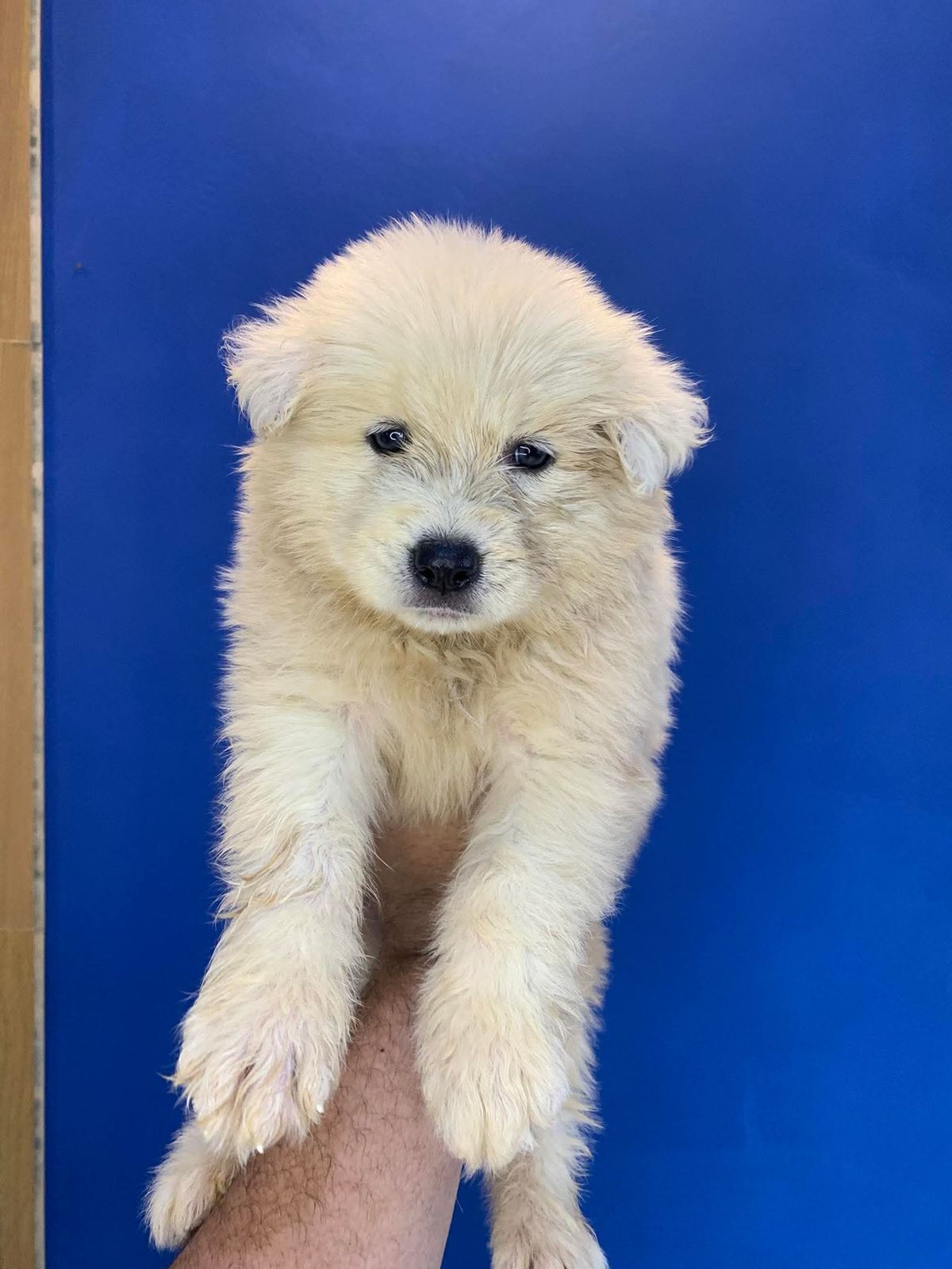 Portal Vendocão Filhos de Husky Siberiano  Manaus