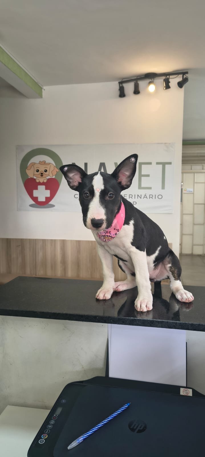 Filhote de BullTerrier inglês fêmea 