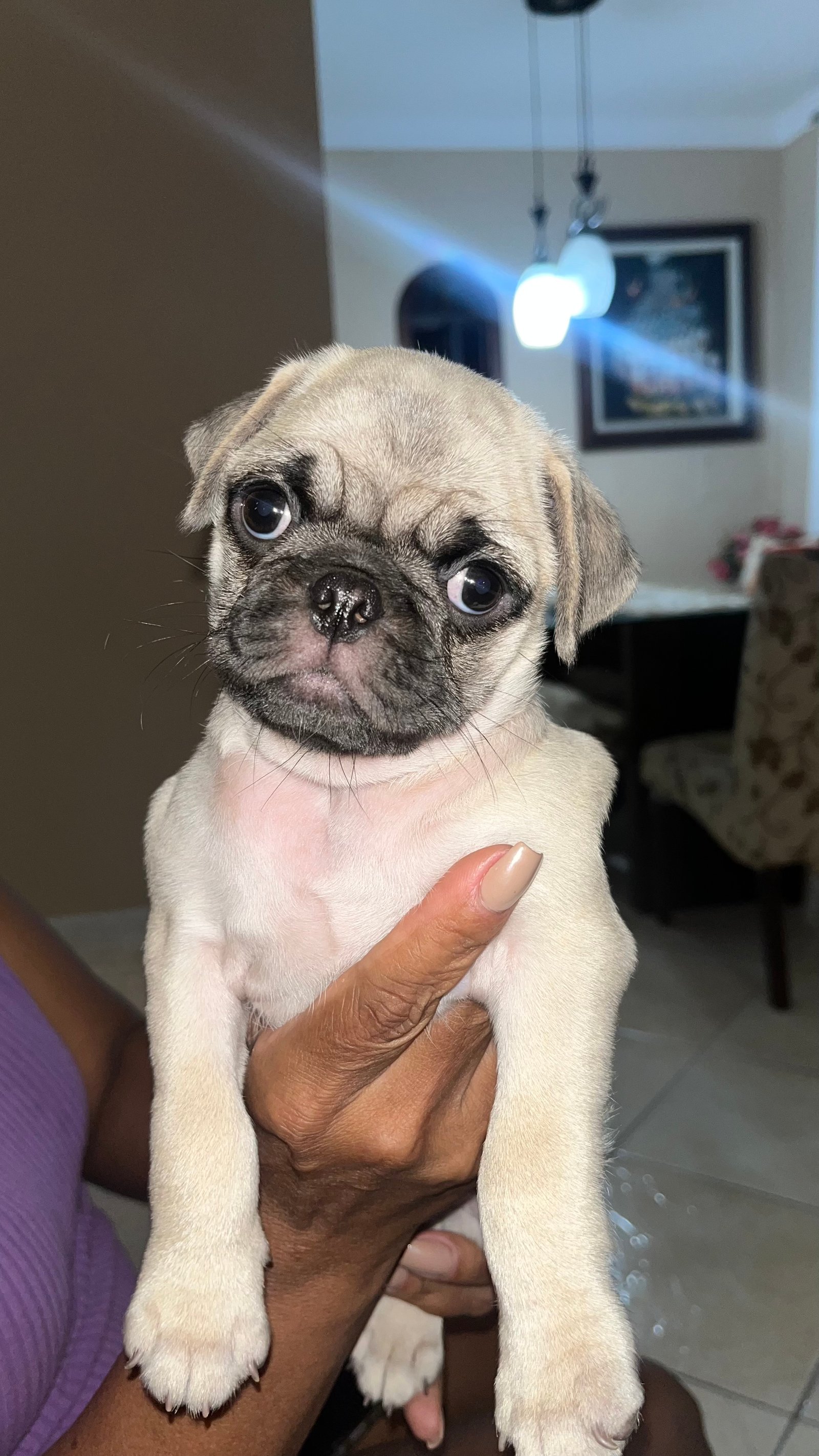 Filhotes de pug vacinados e vermifugados com pedigree