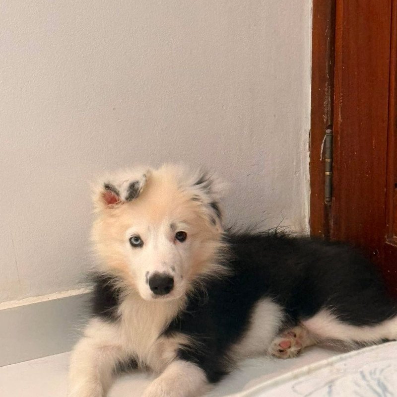 Lindo border collie filhote macho