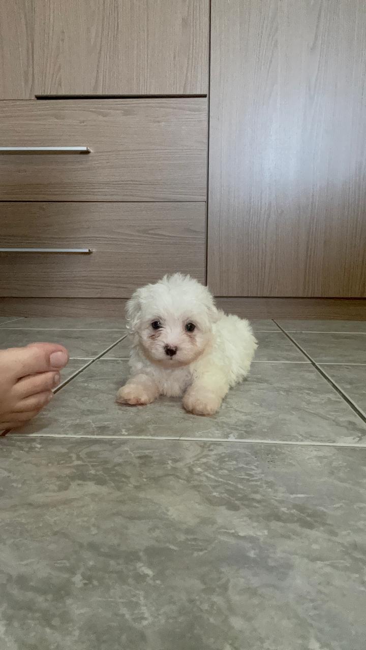 Portal Vendocão Filhotes de cachorro maltes  Maceió
