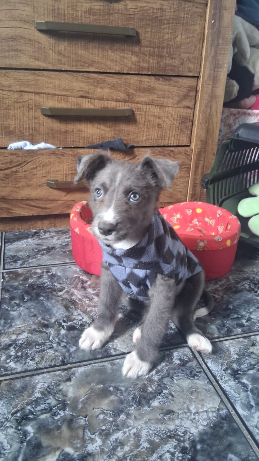 Borde collie marle - Foto 1
