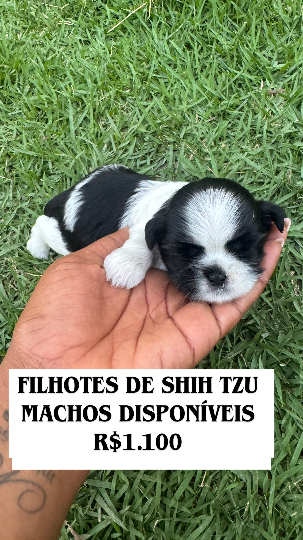Portal Vendocão Filhotes de Shih Tzu Macho 1.100 Salvador
