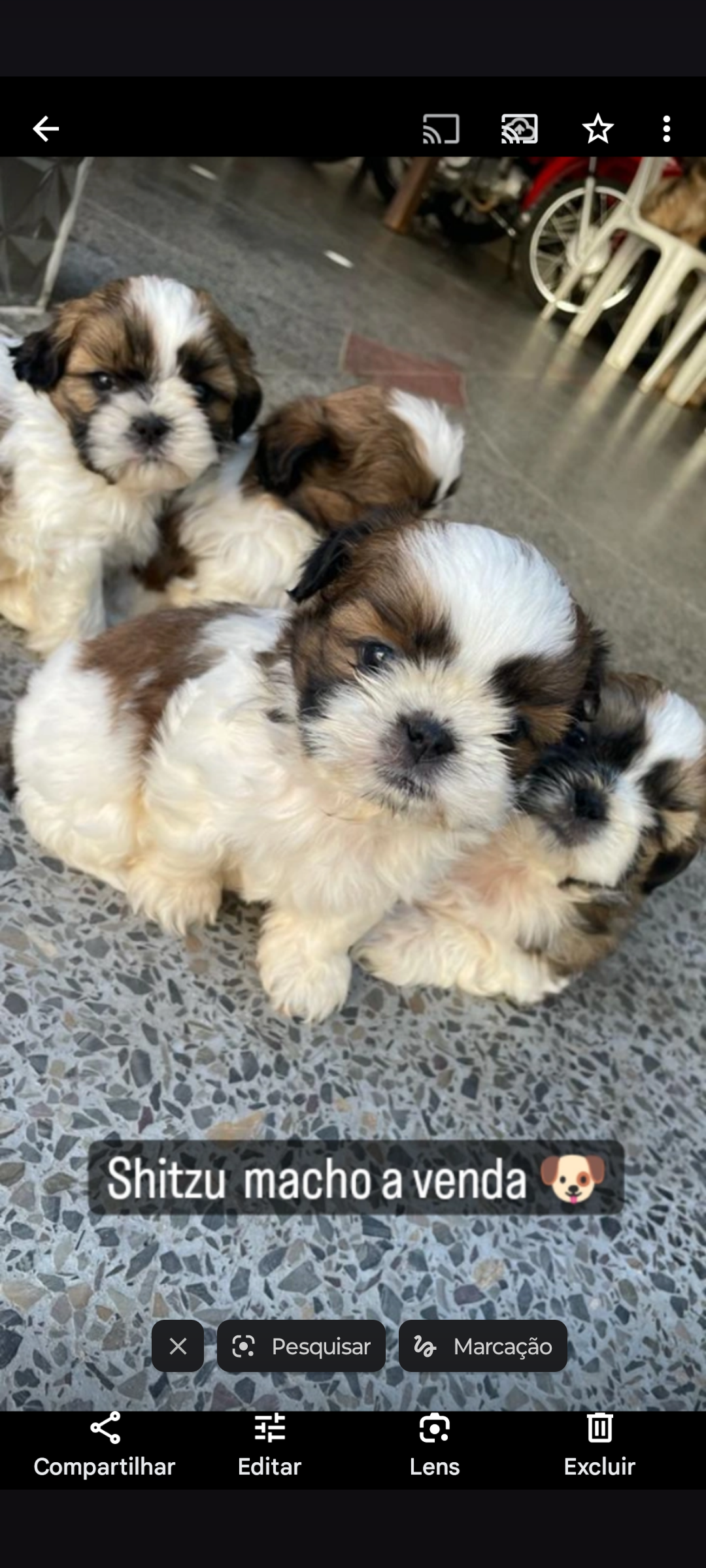 Cachorro Shitzu macho e fêmea  - Foto 1