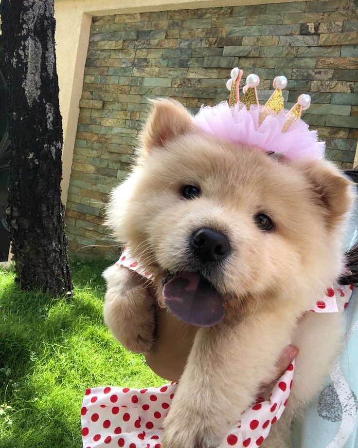 Portal Vendocão Chow chow adquira!  Sorocaba 