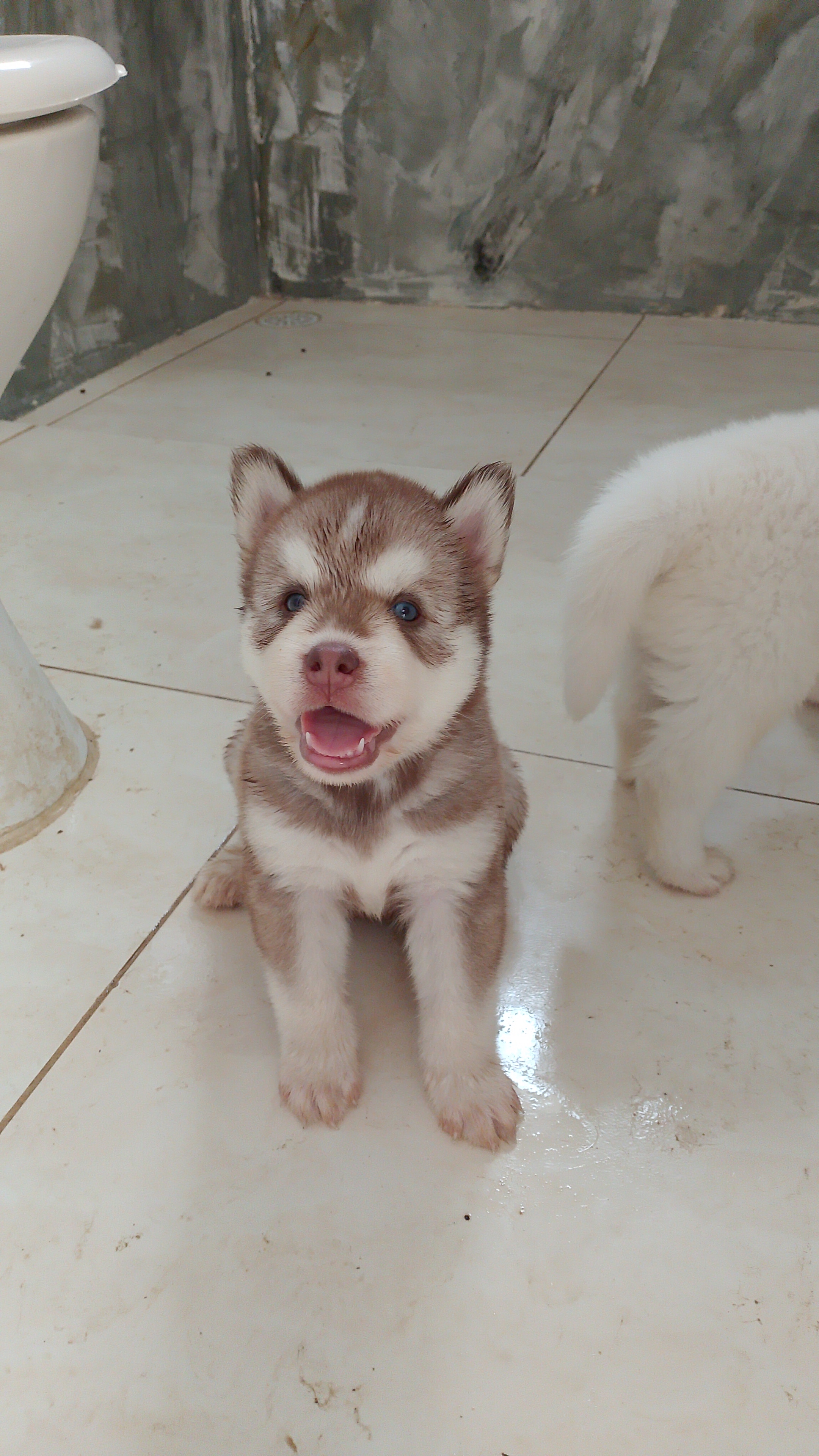 Portal Vendocão Lindos husky siberiano  Recife