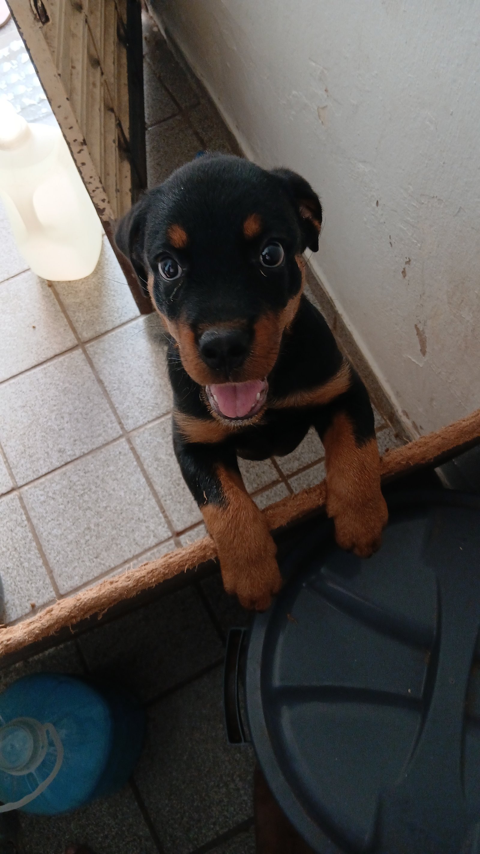 Rottweiler  - Foto 2