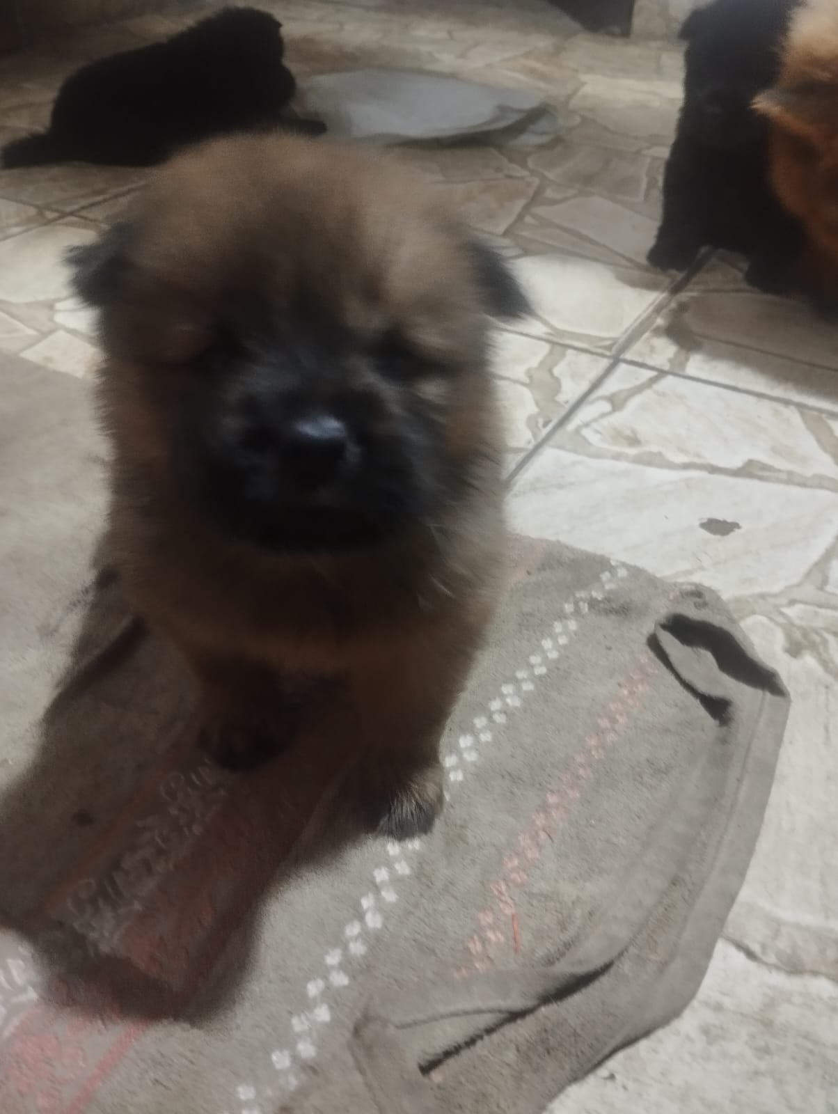 Vendo Chow Chow americano porte medio