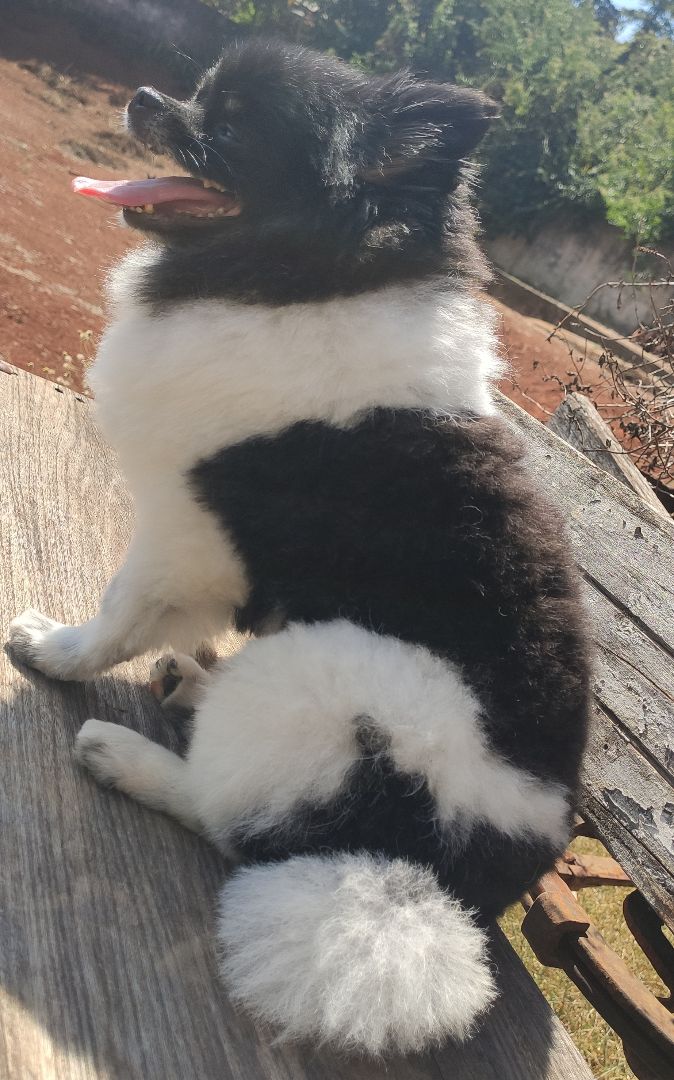 Portal Vendocão Spitz Alemão Anão Adulto  Sete Lagoas