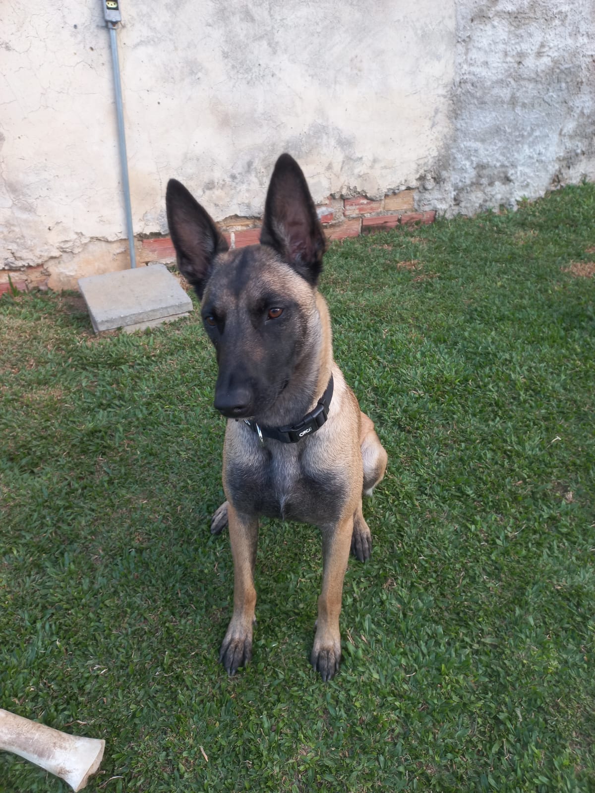 Portal Vendocão Vendo lindos filhotes de Pastor Belga malinois  Ponta Grossa