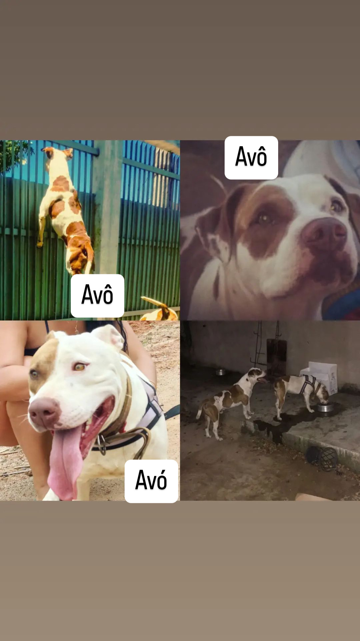 Portal Vendocão Filhote pitbull branco Serra