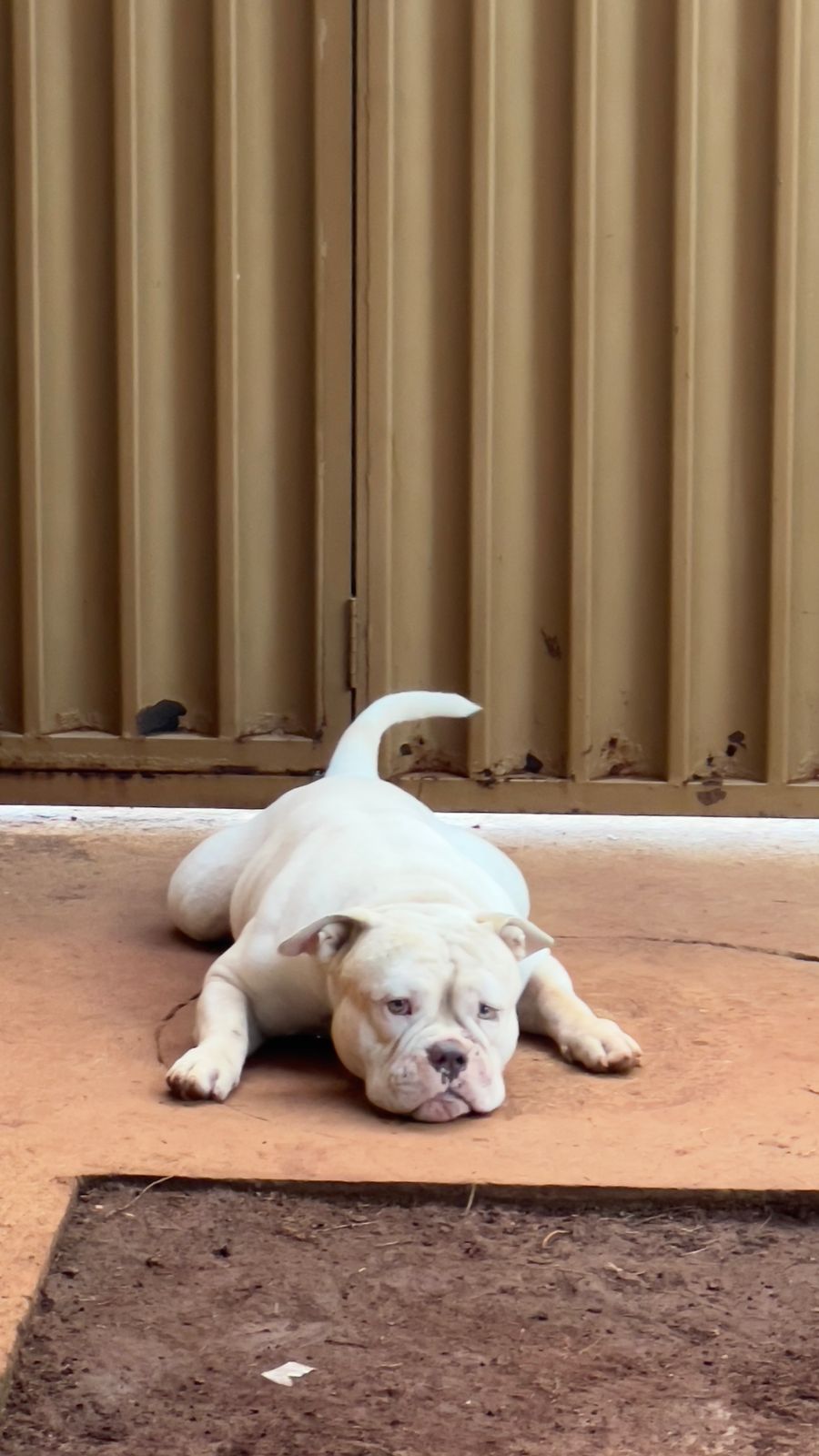 Portal Vendocão American Bully pocket Goiânia 