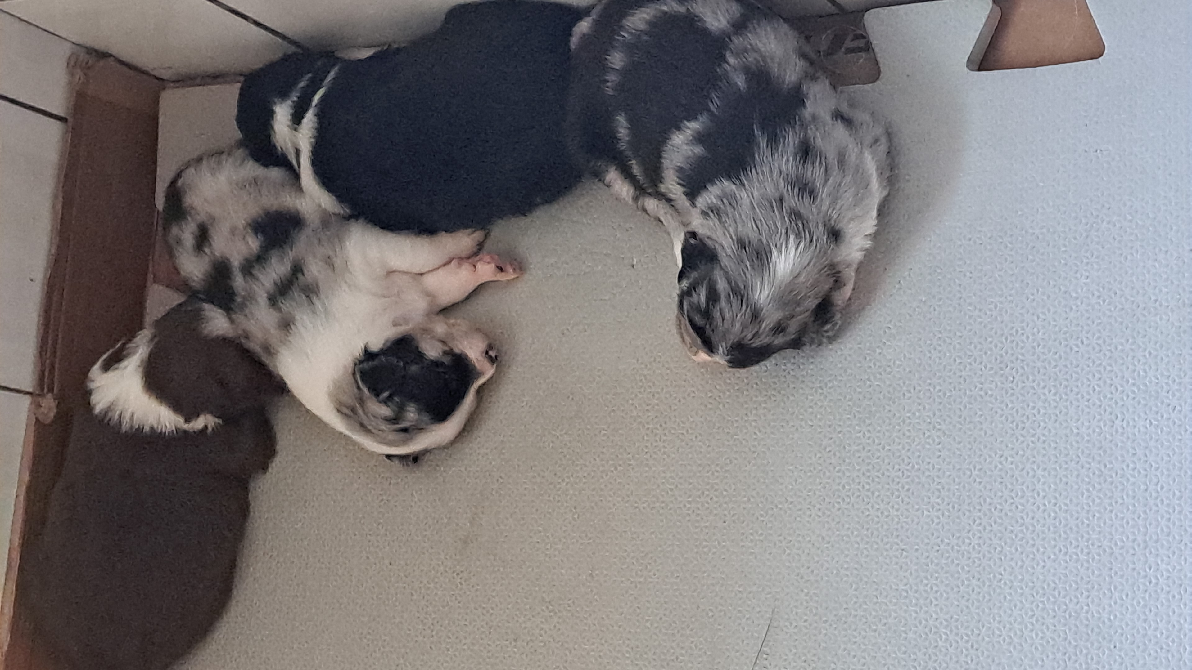 Vender border collie