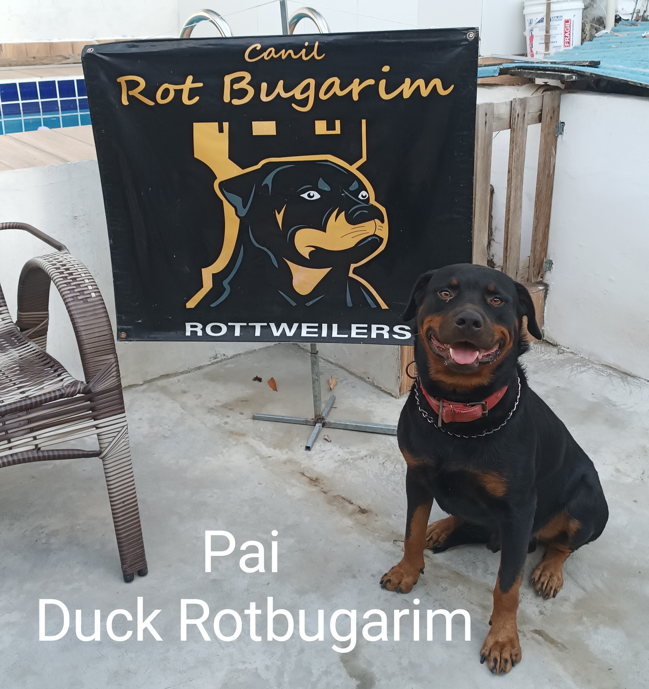 Portal Vendocão Filhotes de rottweiler alto padrão  Salvador