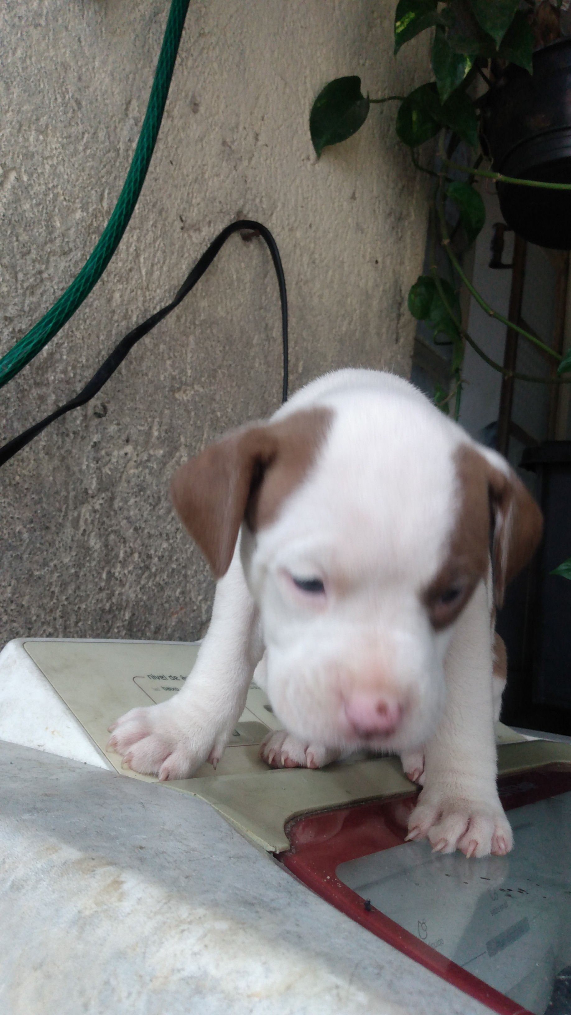 Portal Vendocão Filhotes de Pitbull Red Nose  São Bernardo do campo 