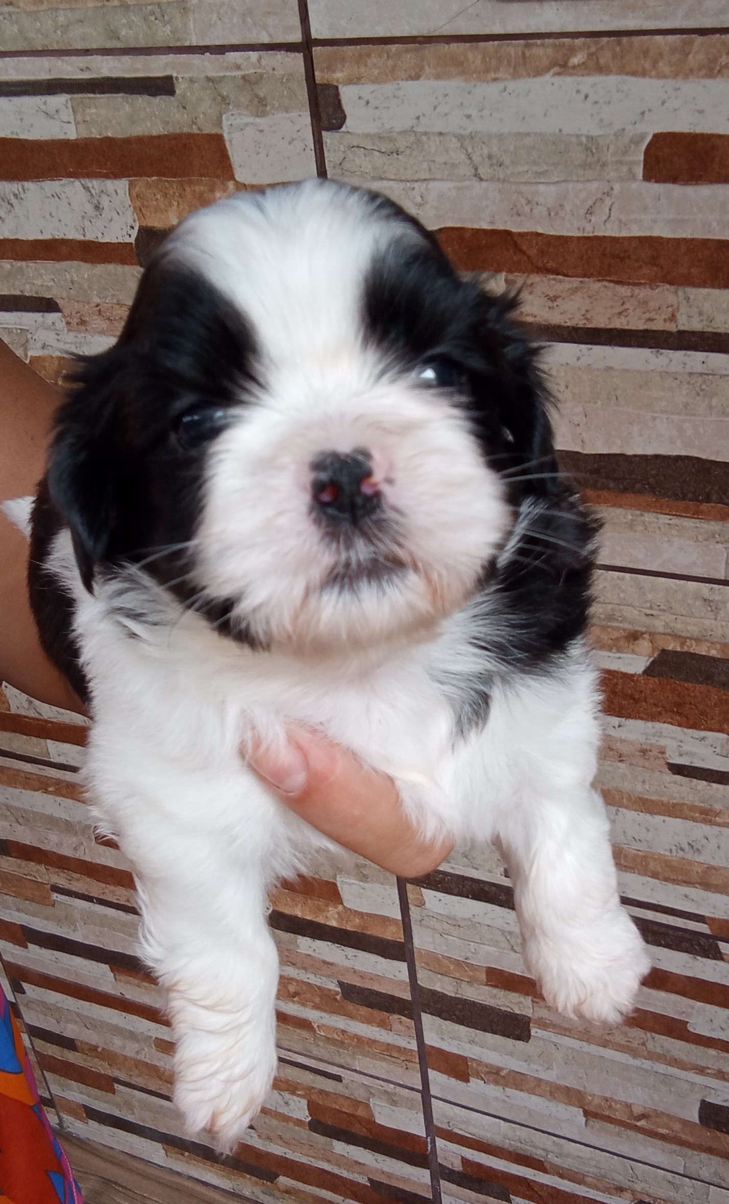 Portal Vendocão Vendo filhotes de Shihtzu  Belford Roxo