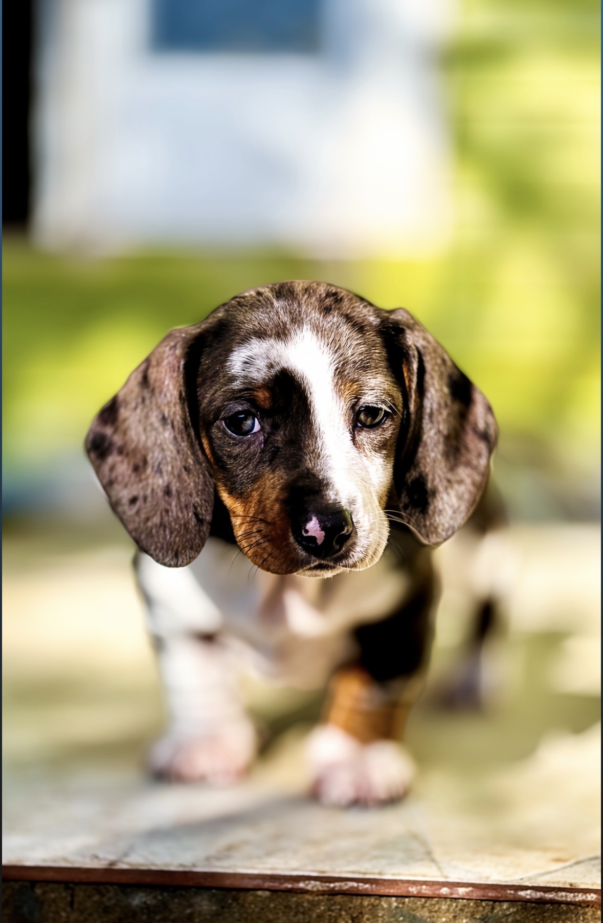 Filhotes de dachshund (salsicha) - Foto 3