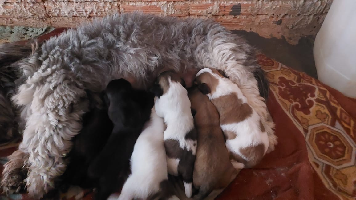 Portal Vendocão Shi tzu Várzea Grande