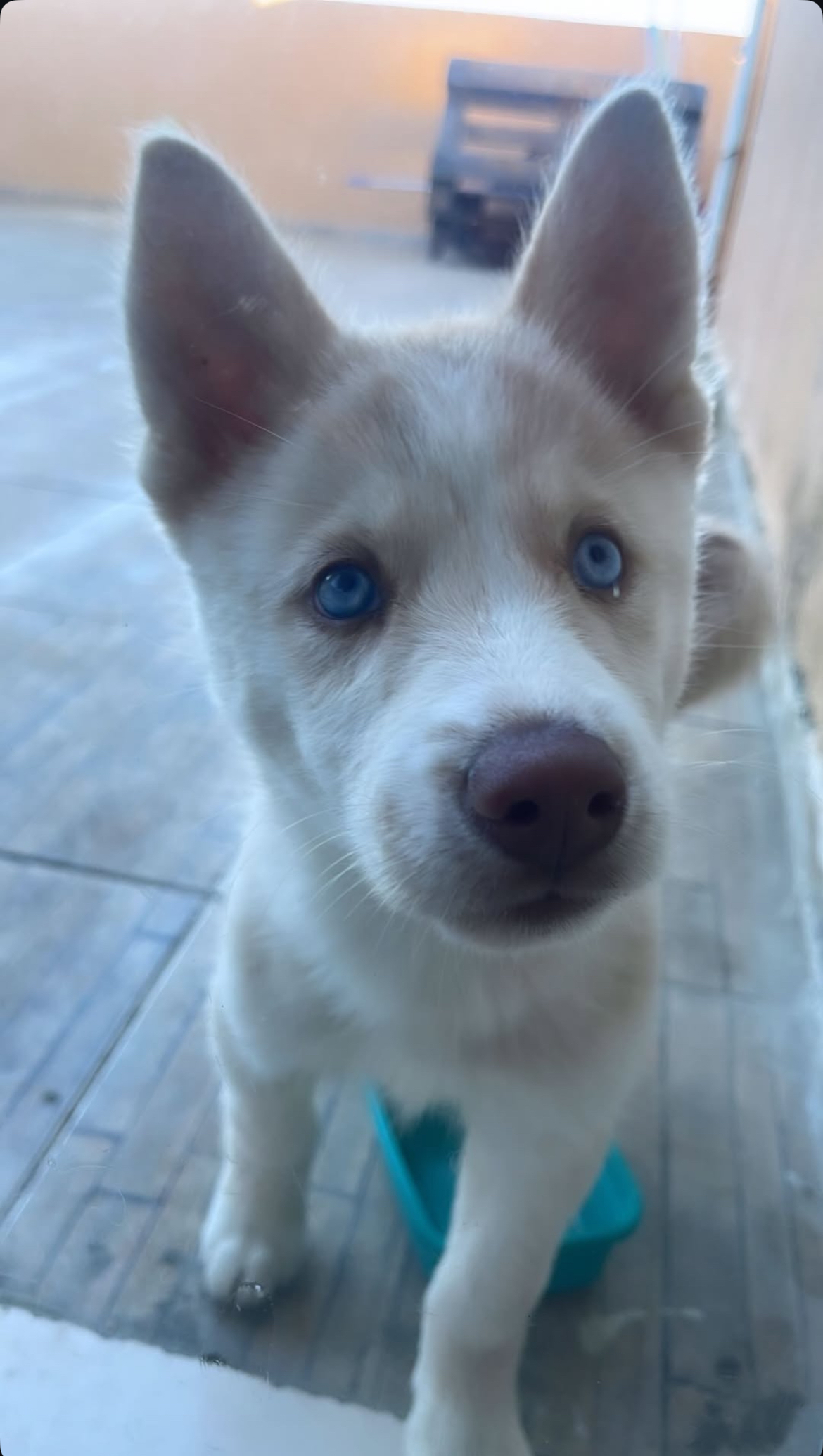 Portal Vendocão Husky siberiano Fêmea  vitória da conquista 