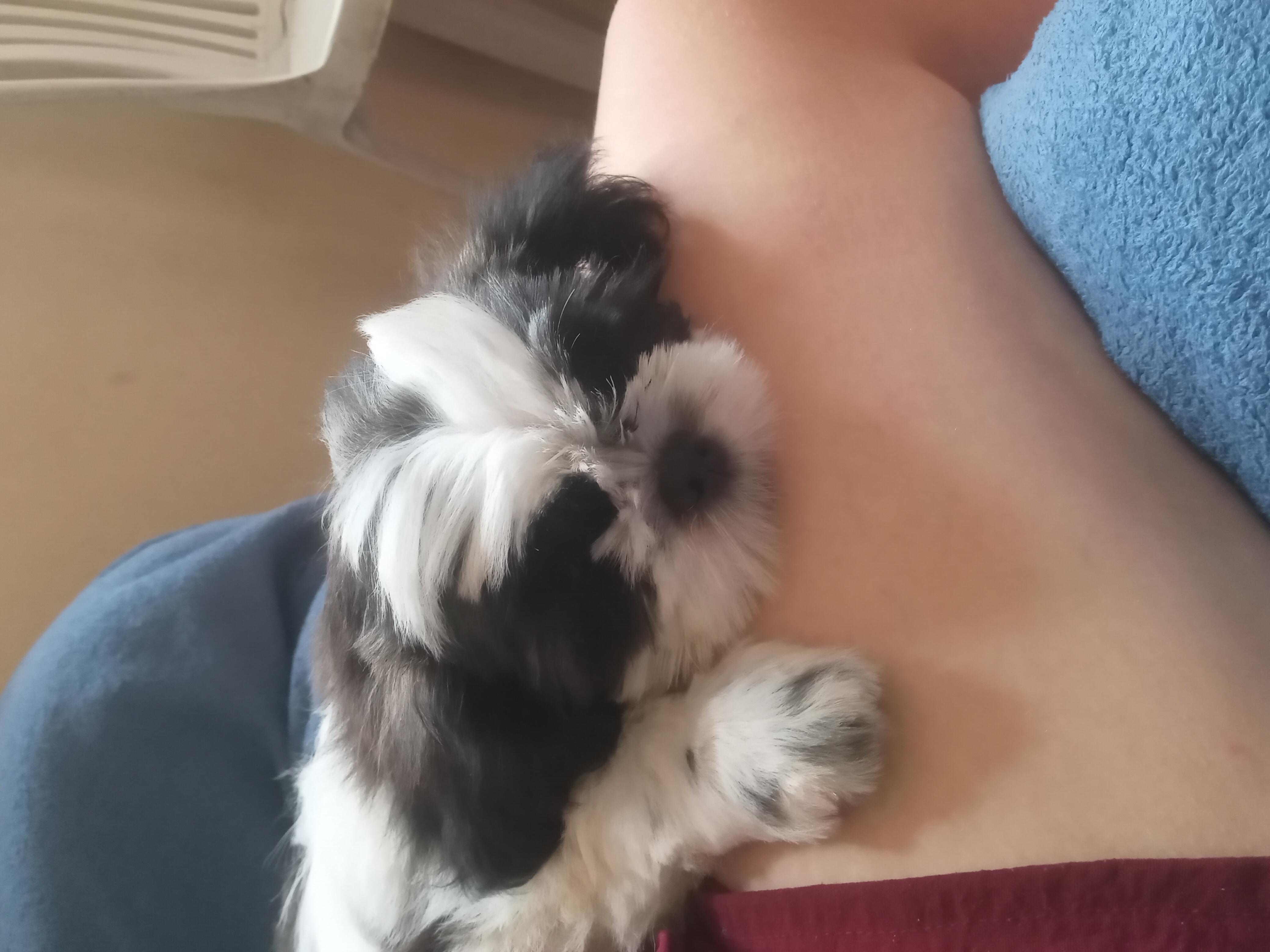 Portal Vendocão Vendo filhote shihtzu macho São Luis