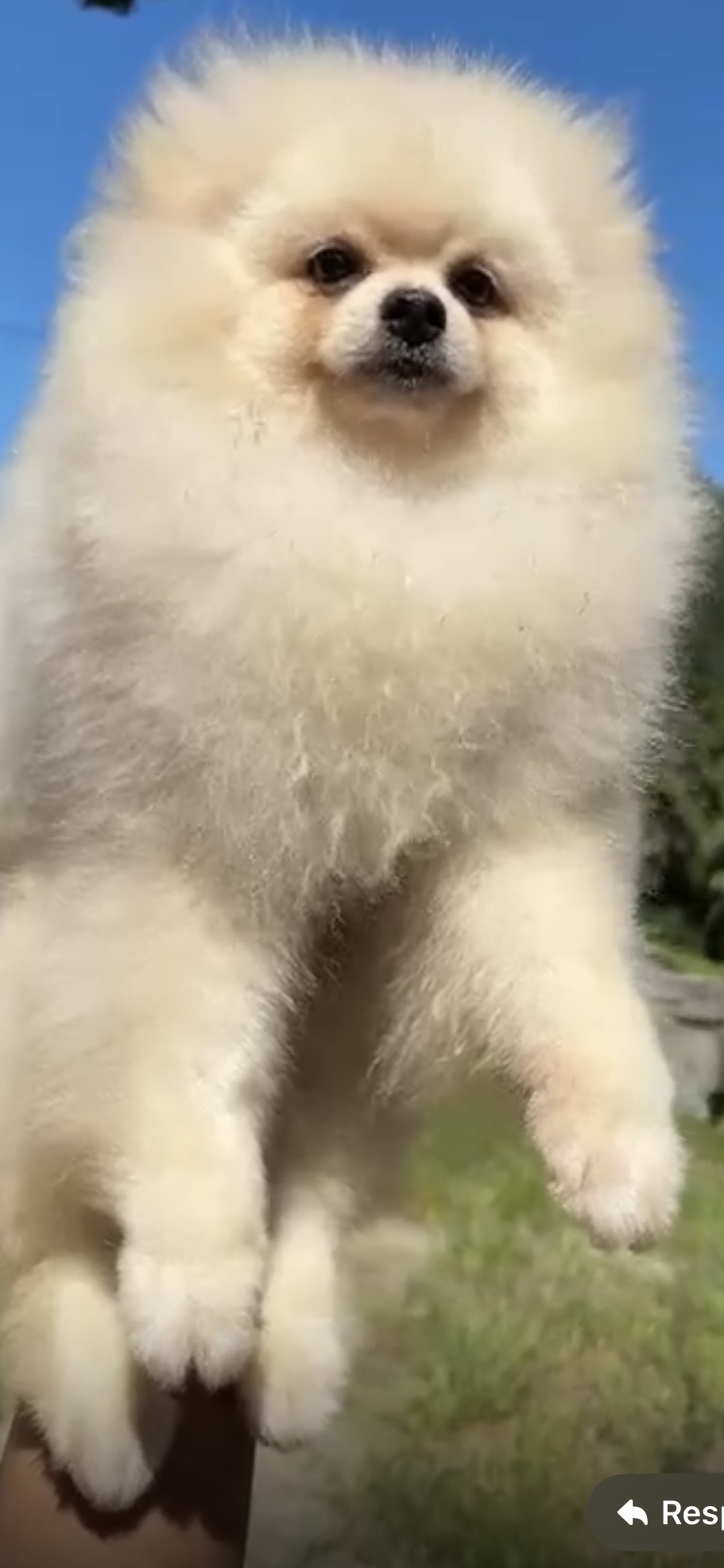 Spitz Alemão