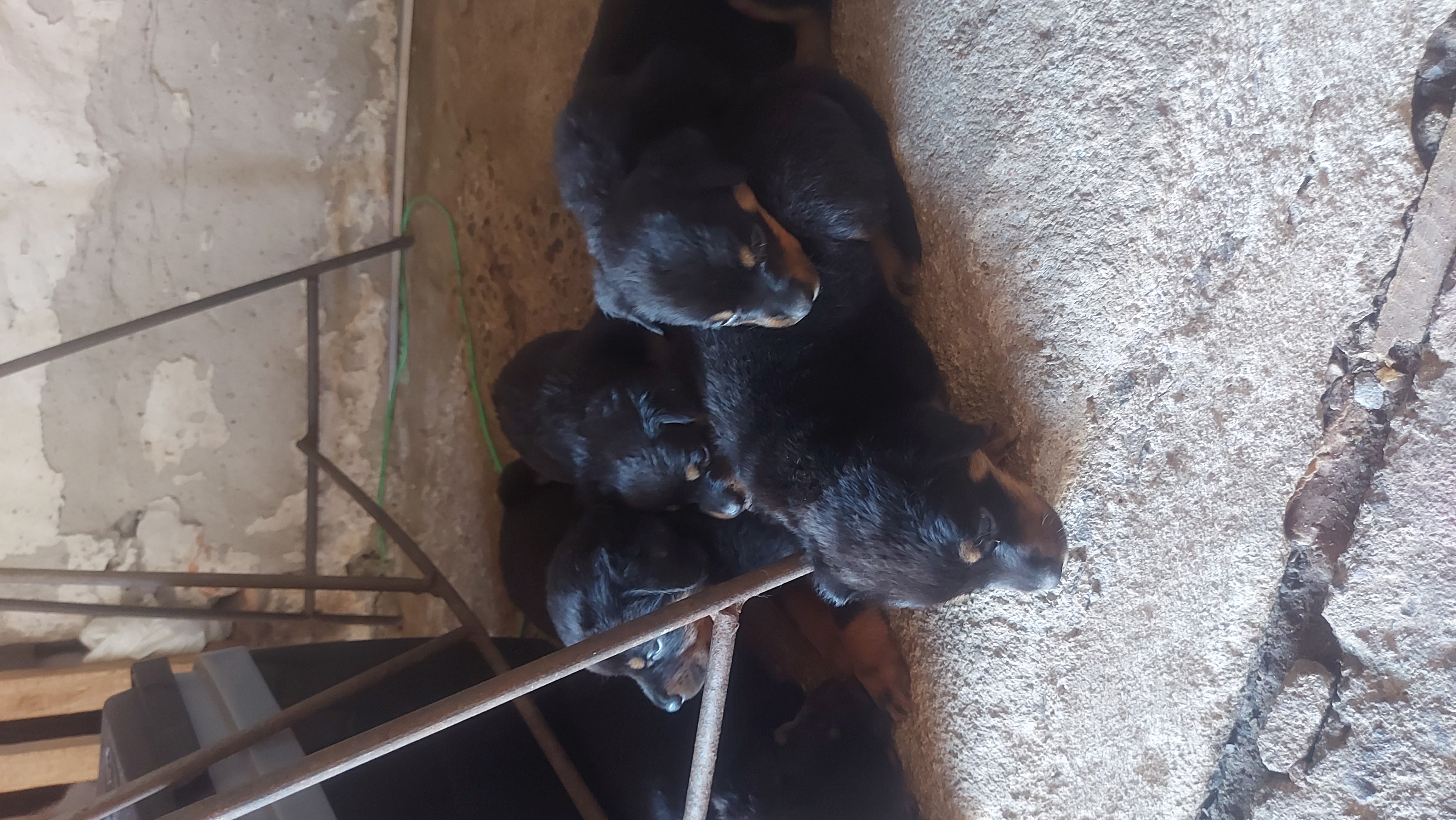 Portal Vendocão  Encontre aqui seu pet Gravataí