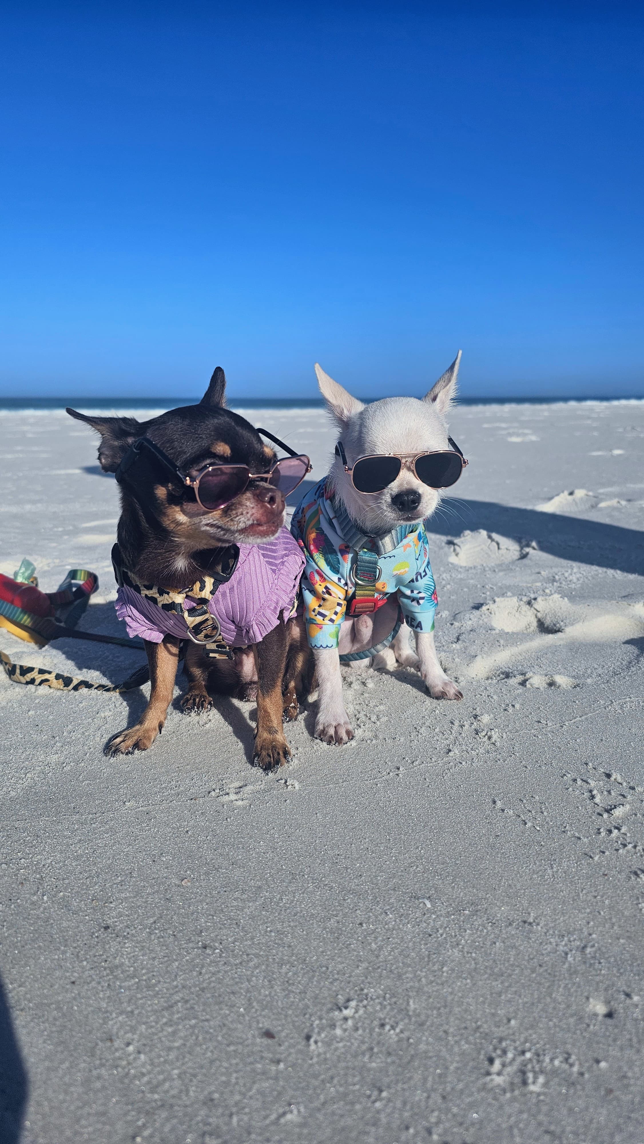 Portal Vendocão Chihuahua Pelo curto fêmea cabeça de maçã Rio de Janeiro