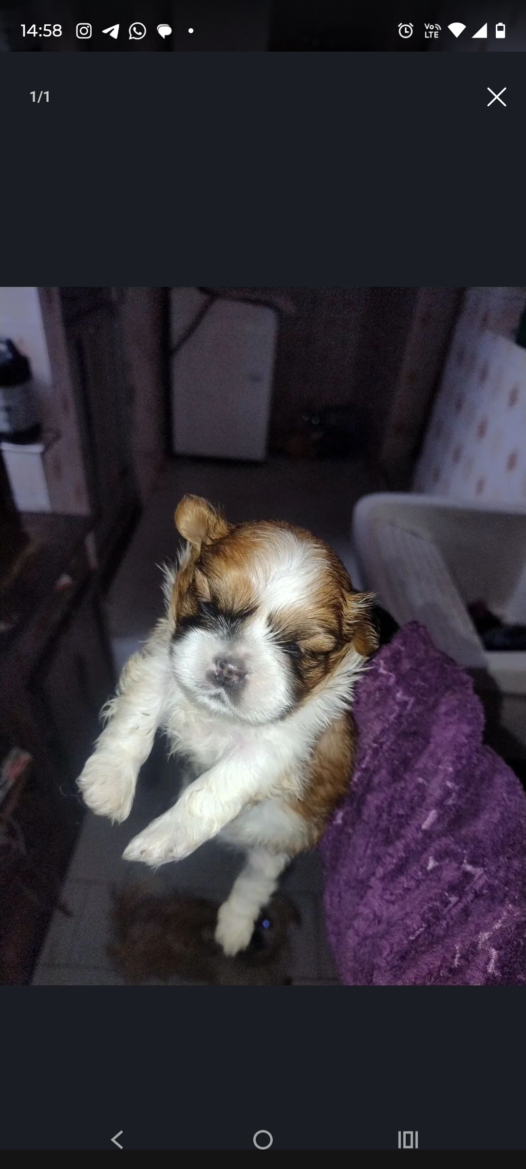 Vendo cachorro Shitzu 
