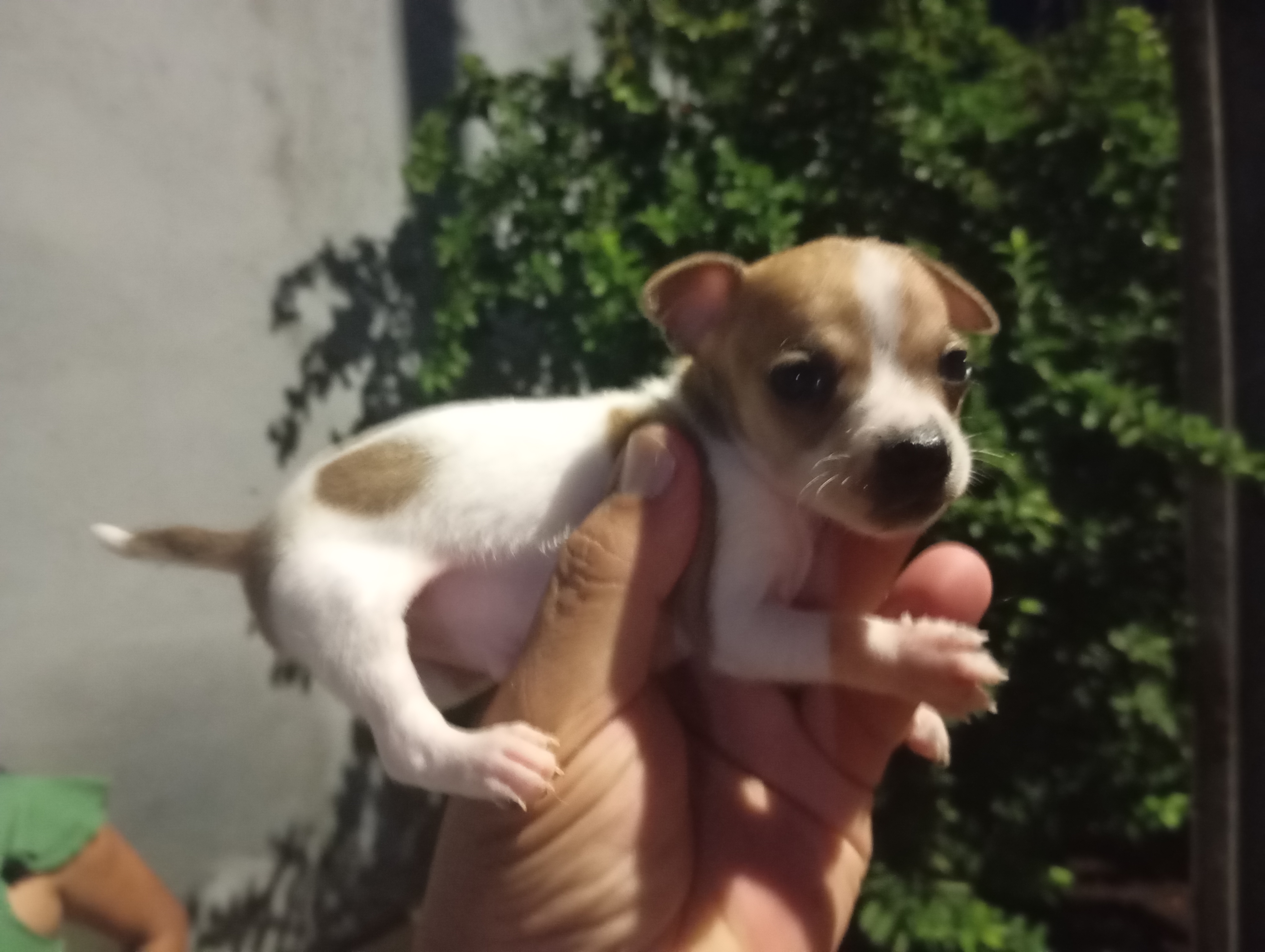 Portal Vendocão Vendo Pincher  PORTO VELHO