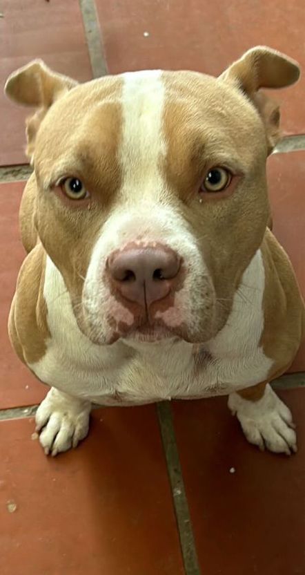 Filhote de pitbull disponível  - Foto 3