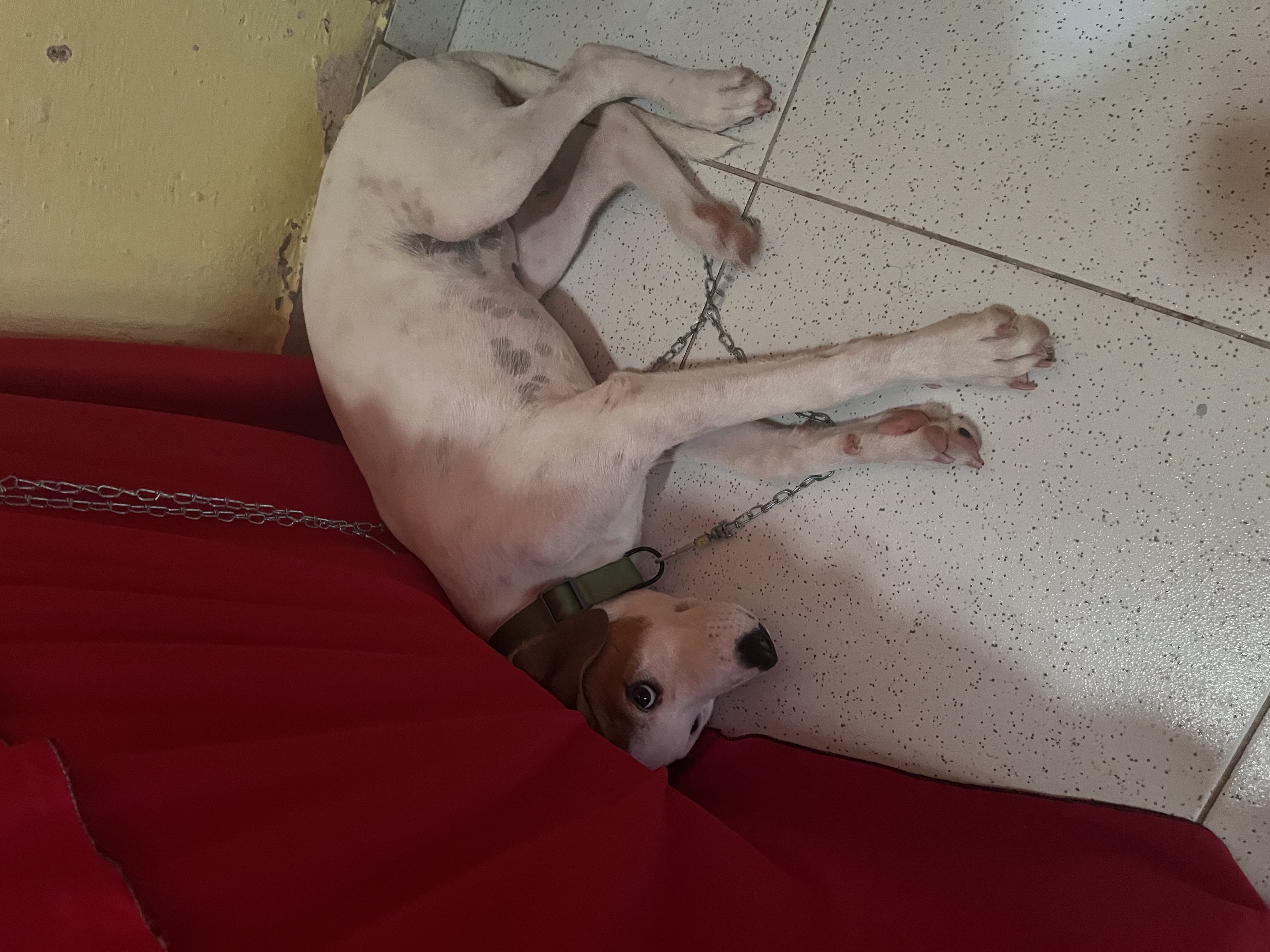 Portal Vendocão Vendo cachorro adorável  São luis