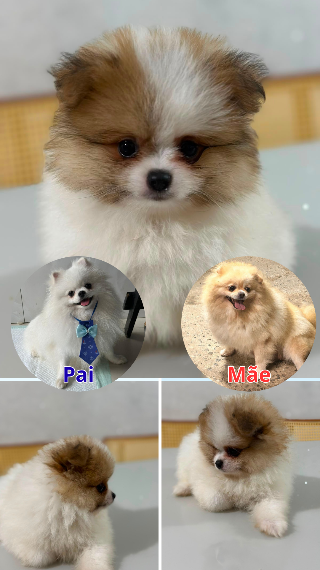 Lulu da Pomerania Anão - Linhagem Russa - Foto 1