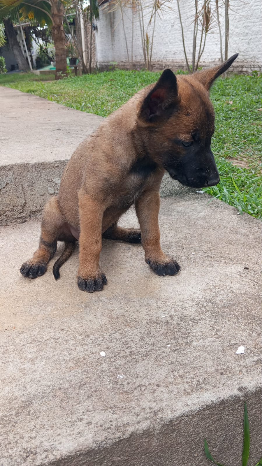 Portal Vendocão FILHOTES PASTOR BELGA MALINOIS  João Pessoa