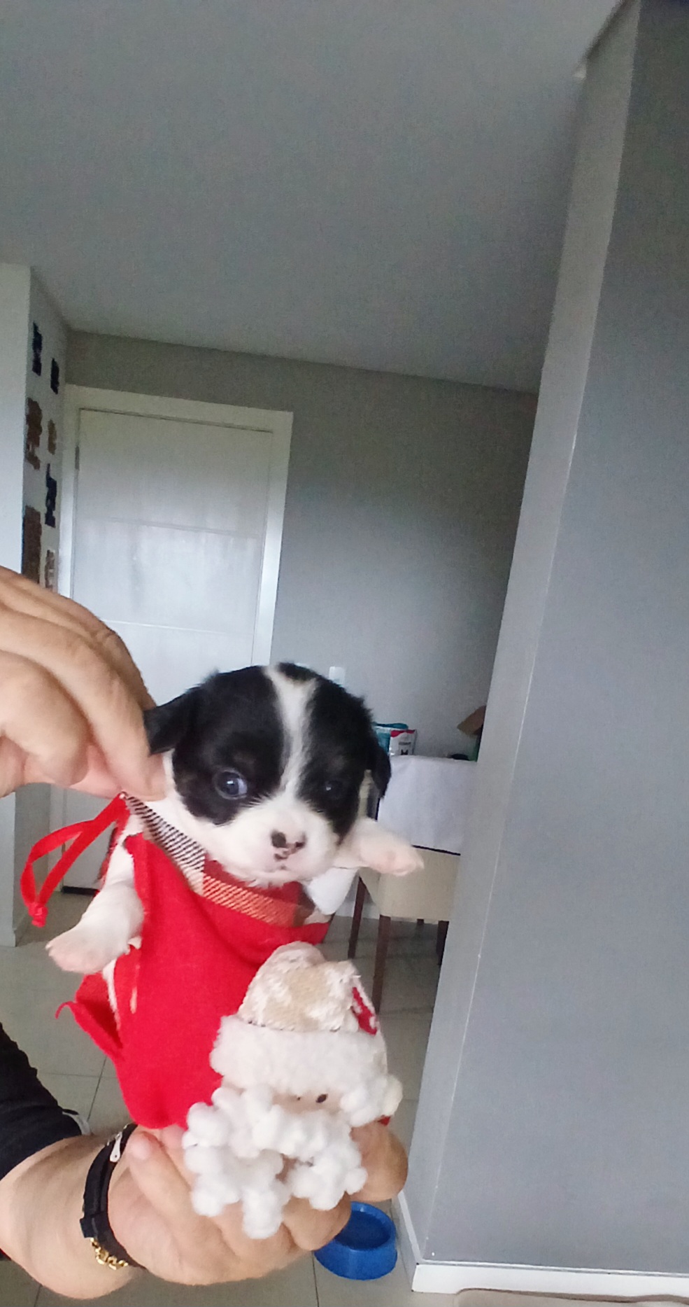 Portal Vendocão Chihuahua pêlo longo  Blumenau 